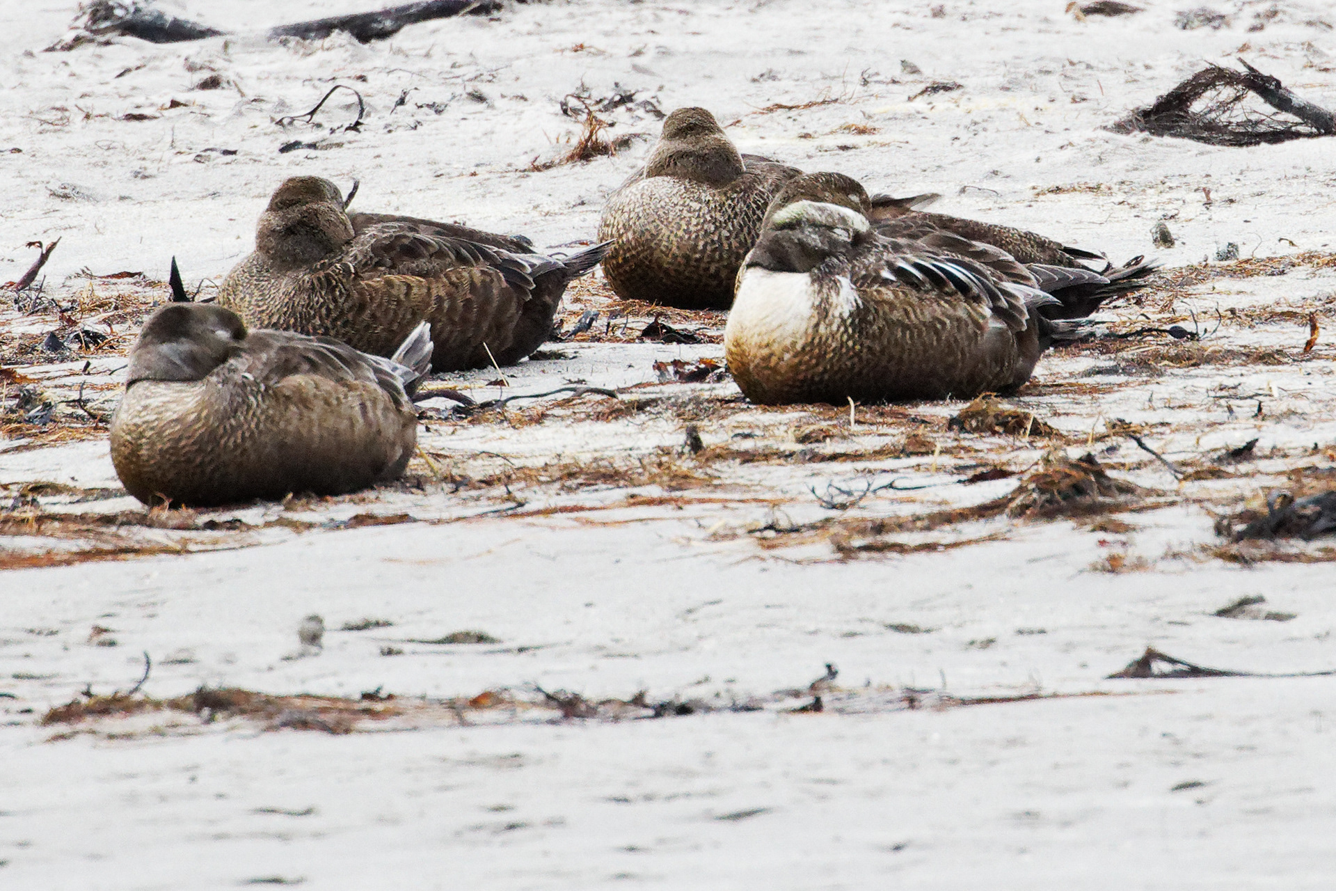 Eider de Steller (mâle 1er été)