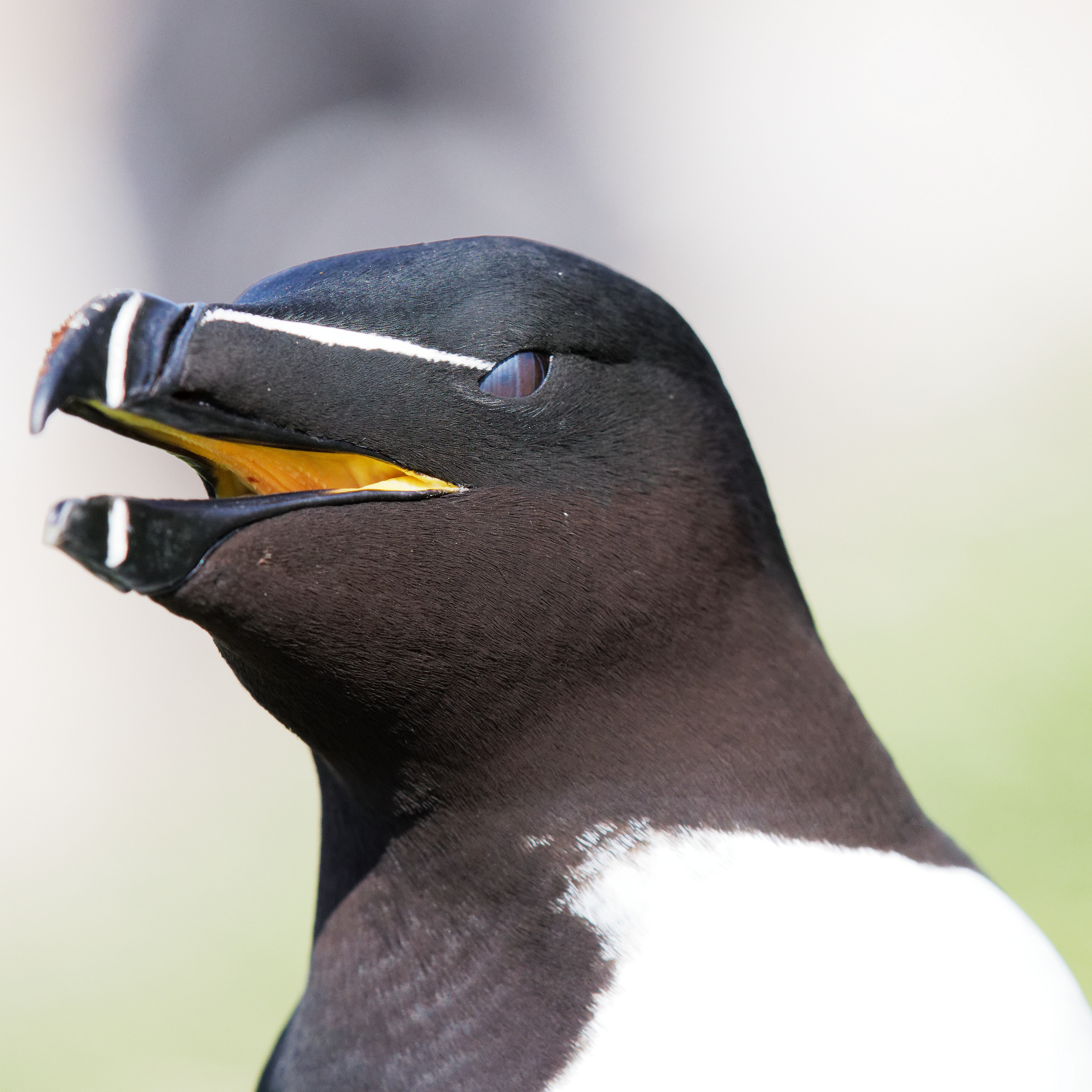 Pingouin torda