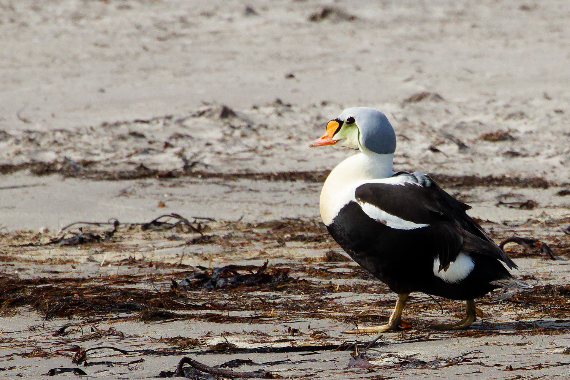Eider à tête grise