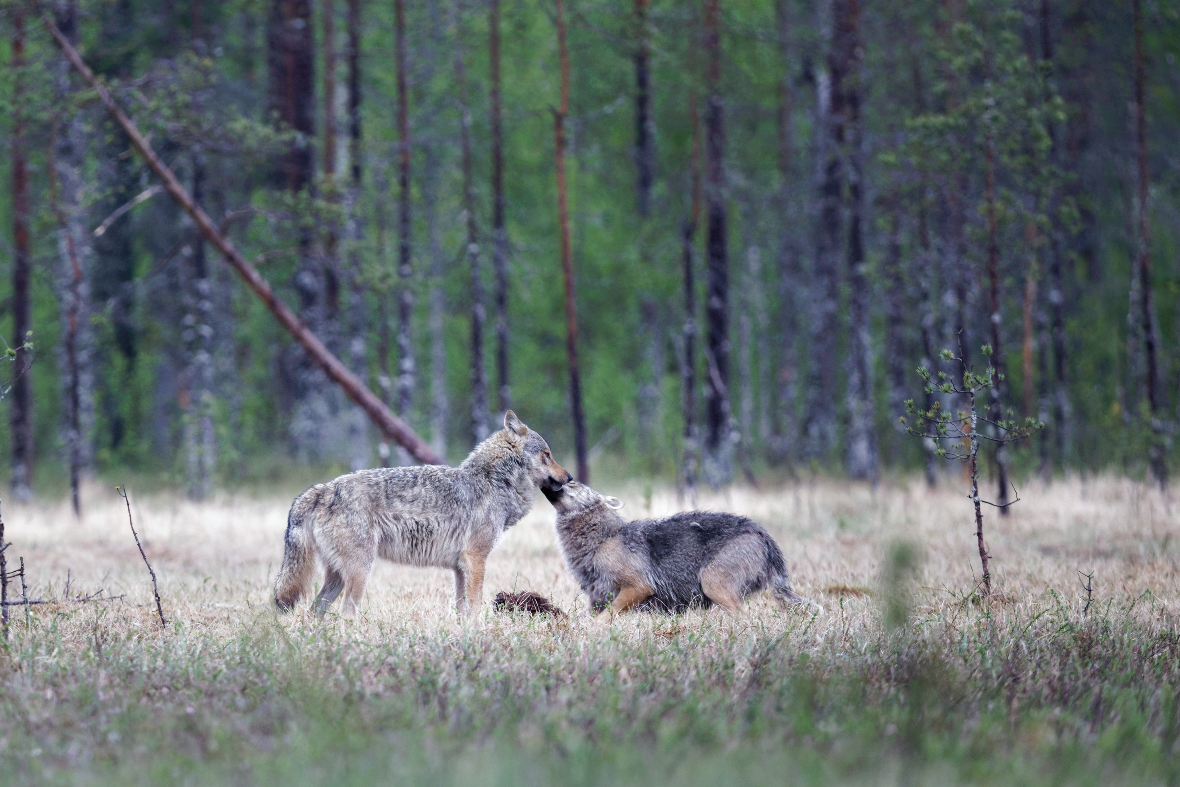 Loup gris