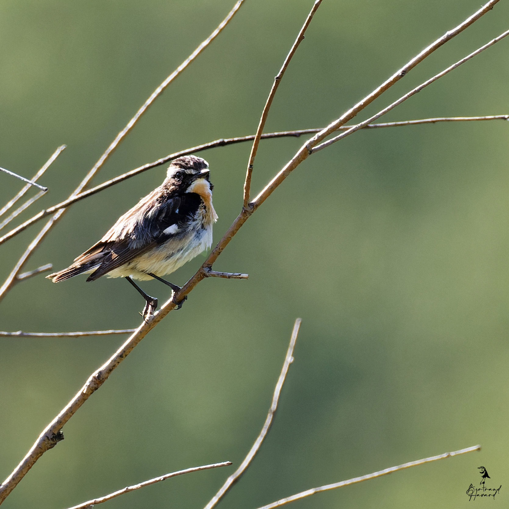 jeune traquet pâtre