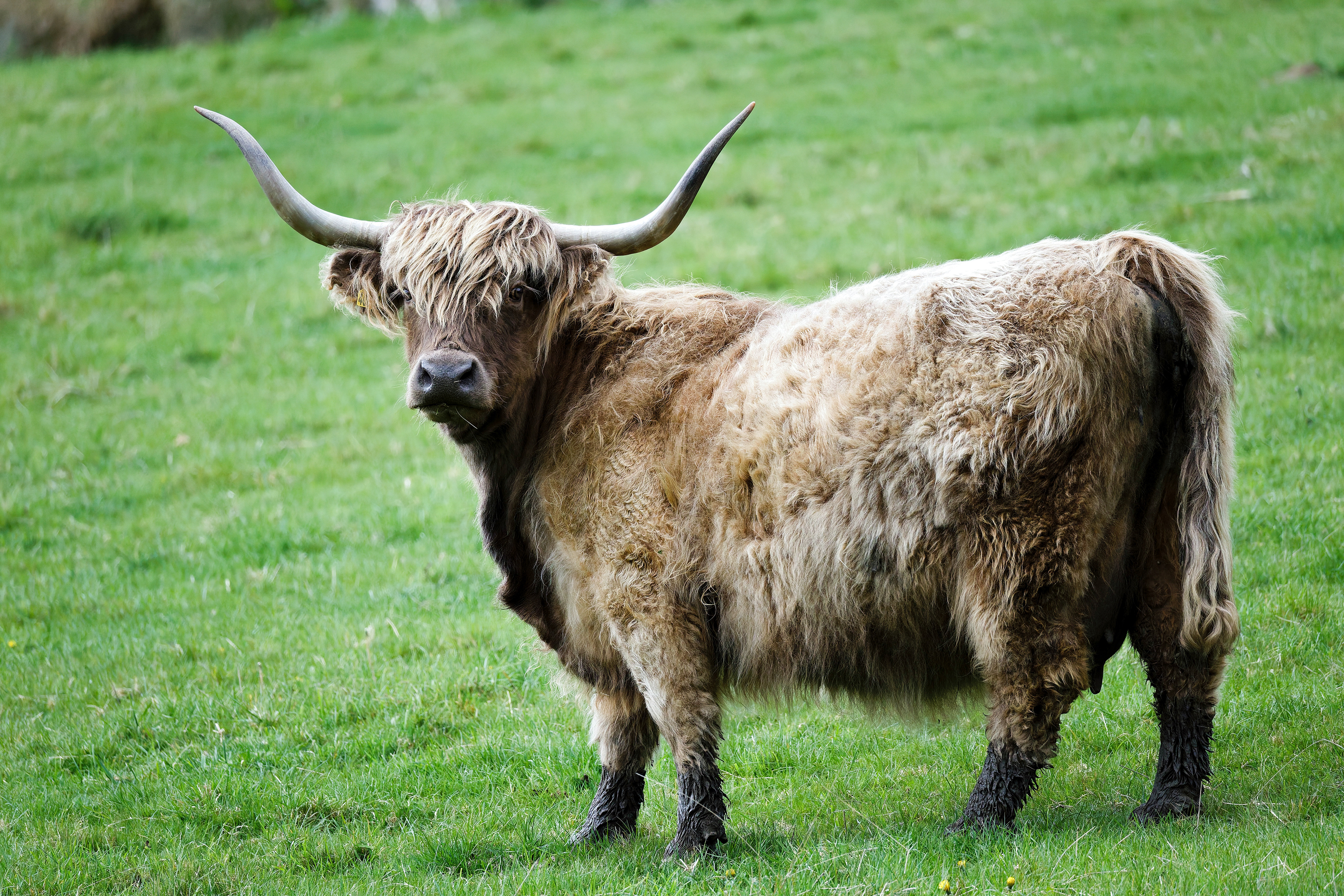 Vache des Highlands