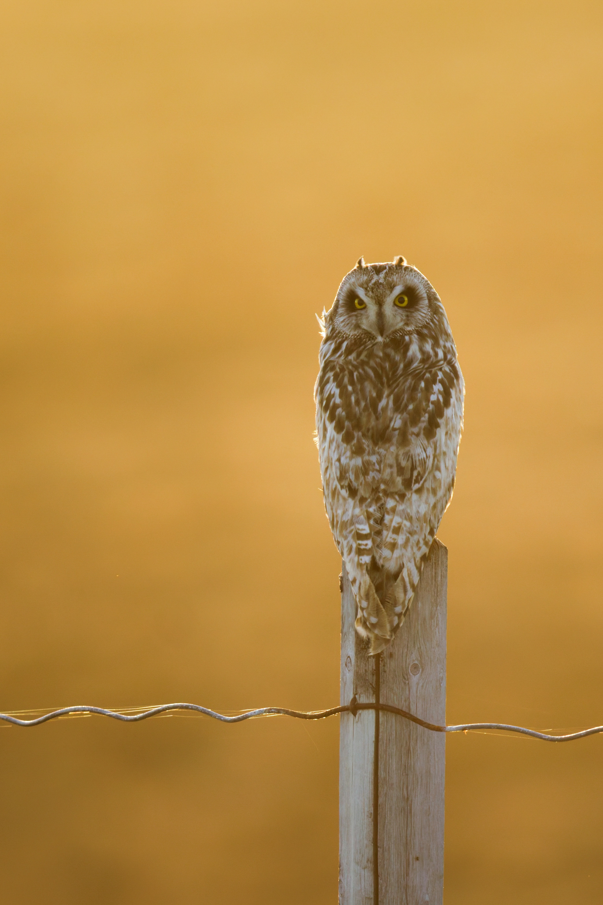 Hibou des marais