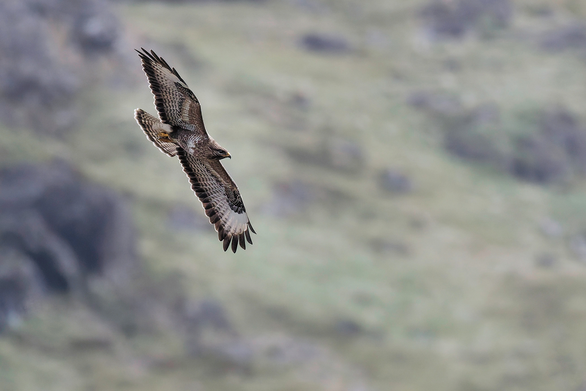 Buse variable
