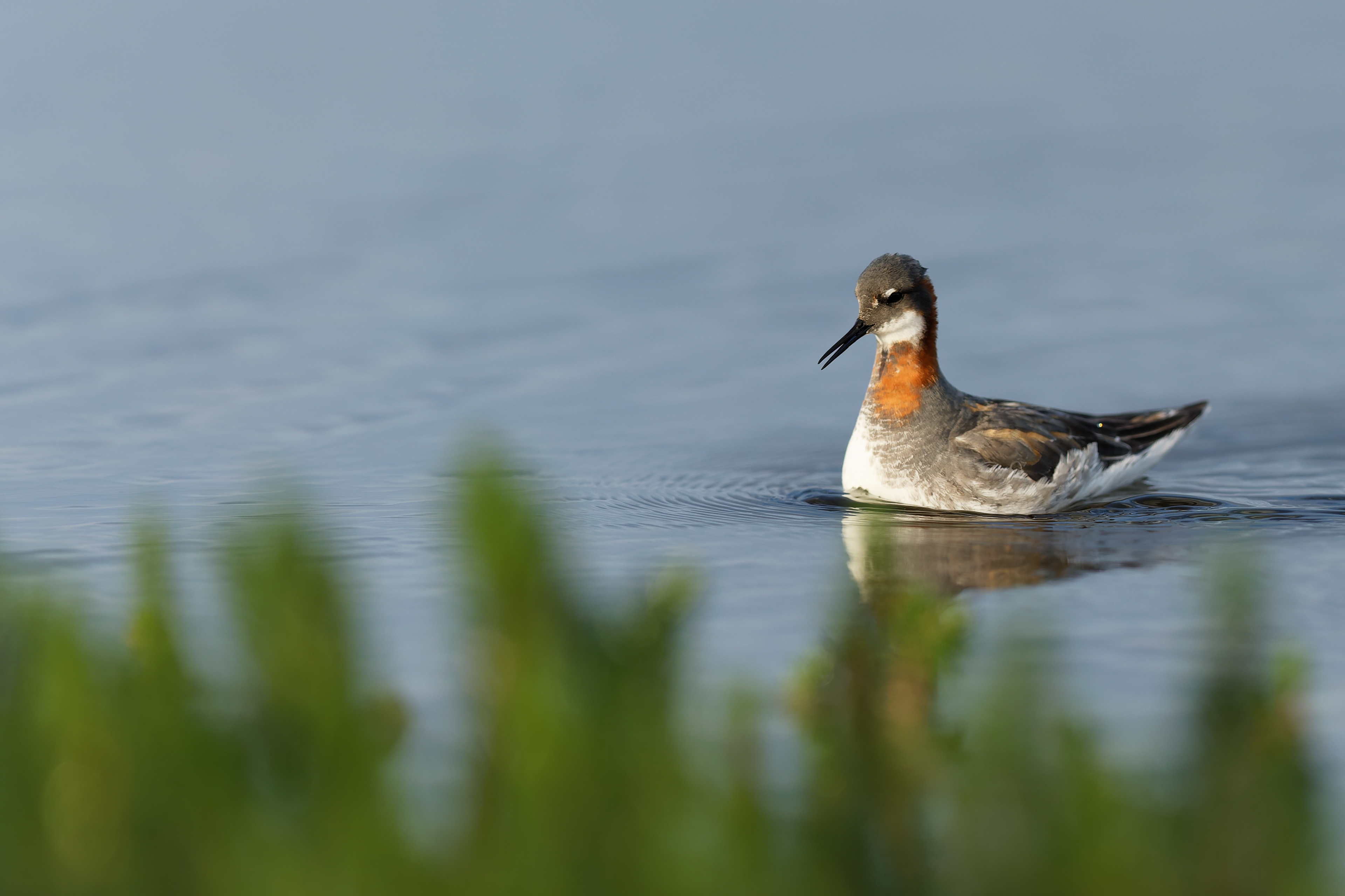 Phalarope à bec étroit