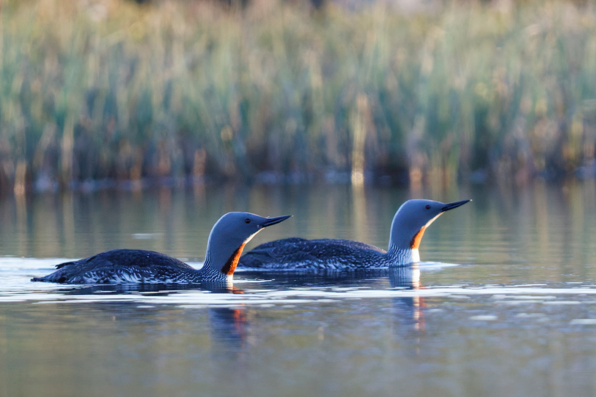 Plongeon catmarin