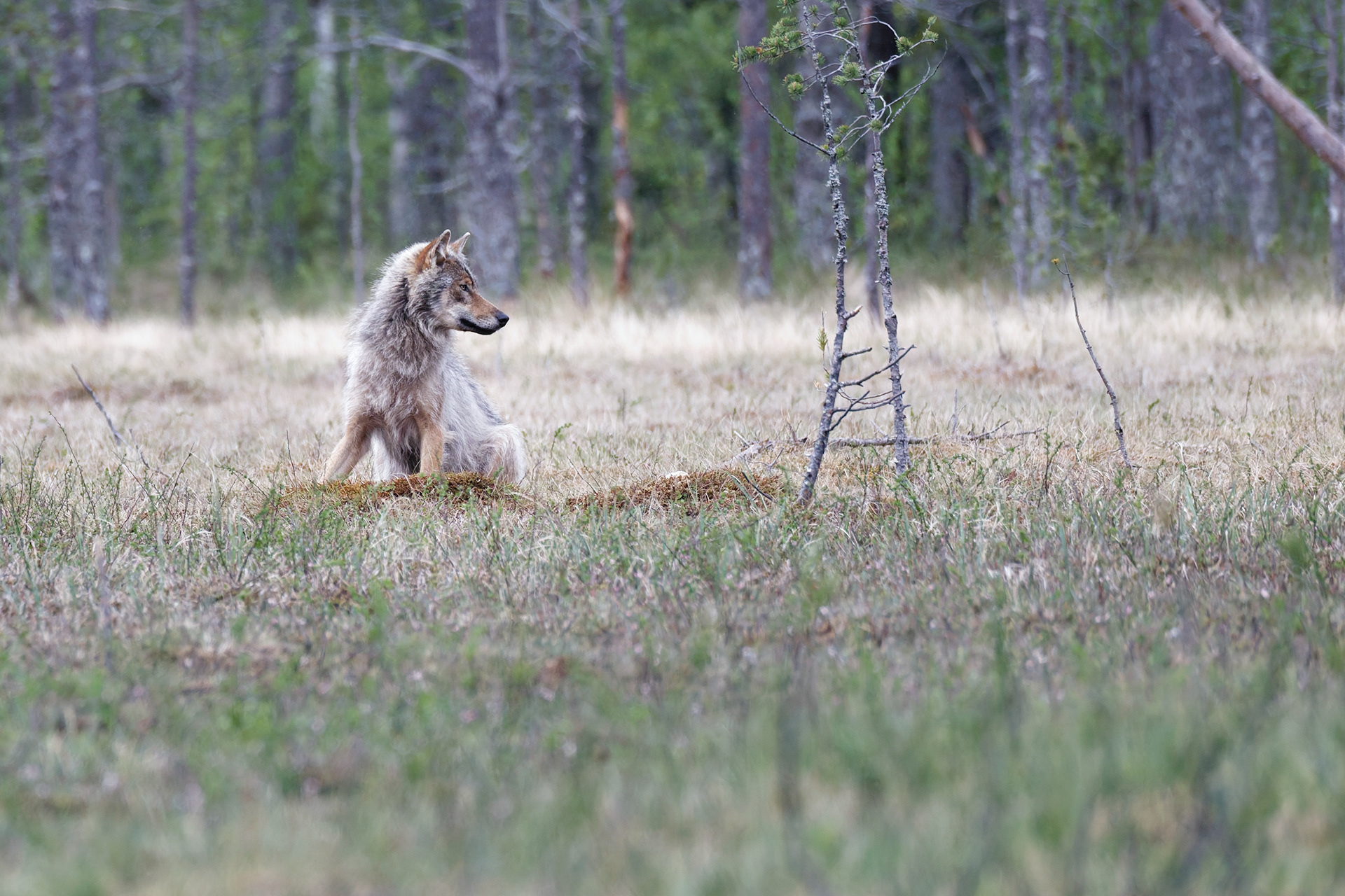 Loup gris