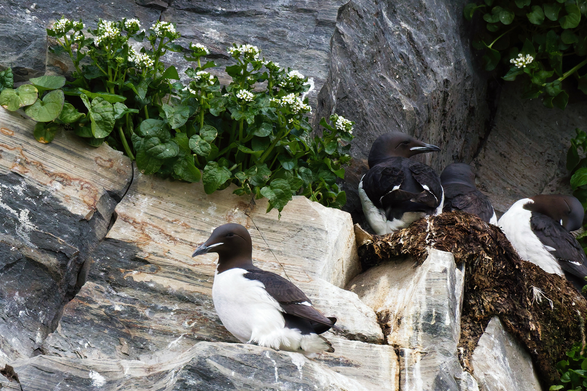Guillemots de Brünnich