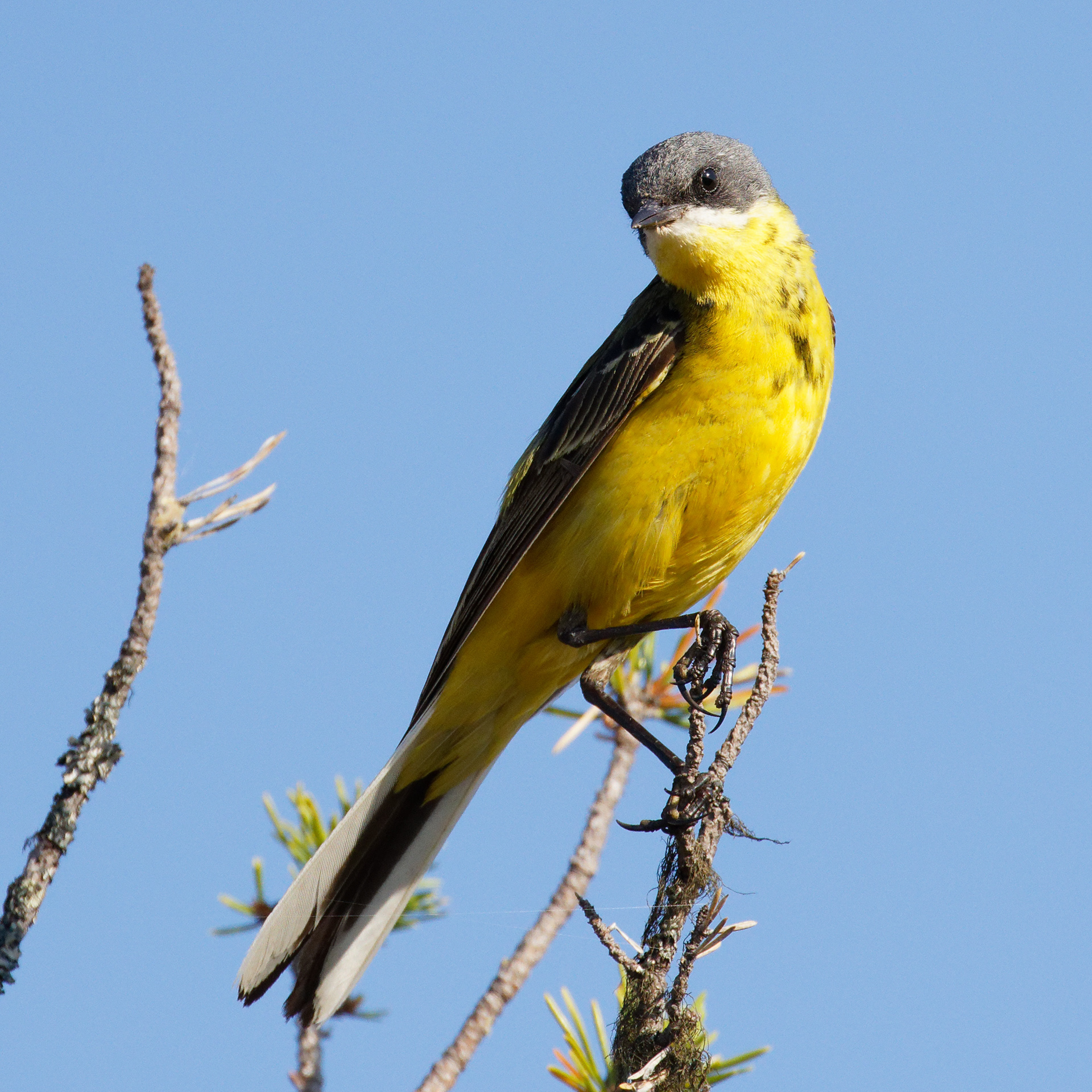 Bergeronnette printanière