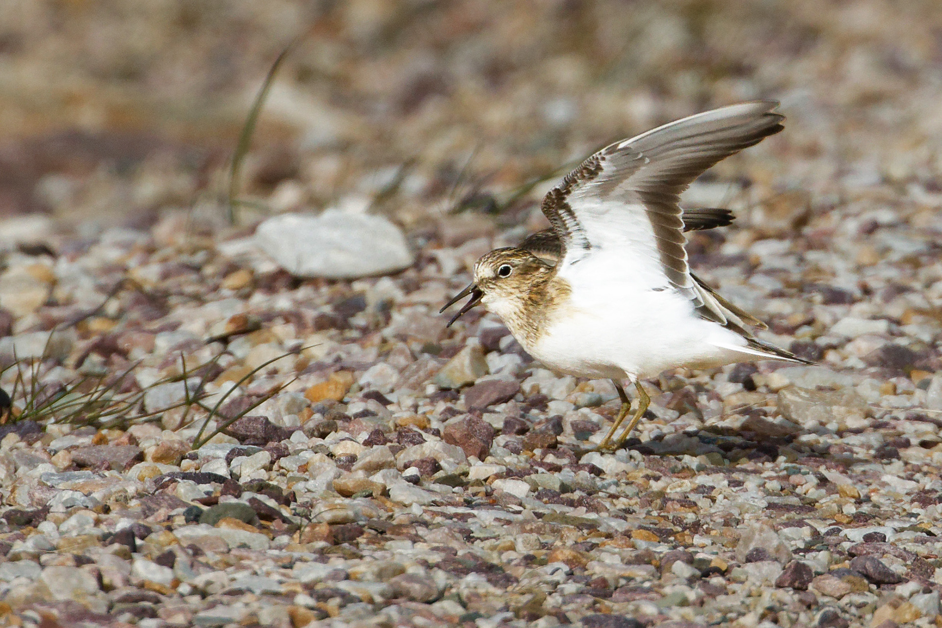 Bécasseau de Temminck