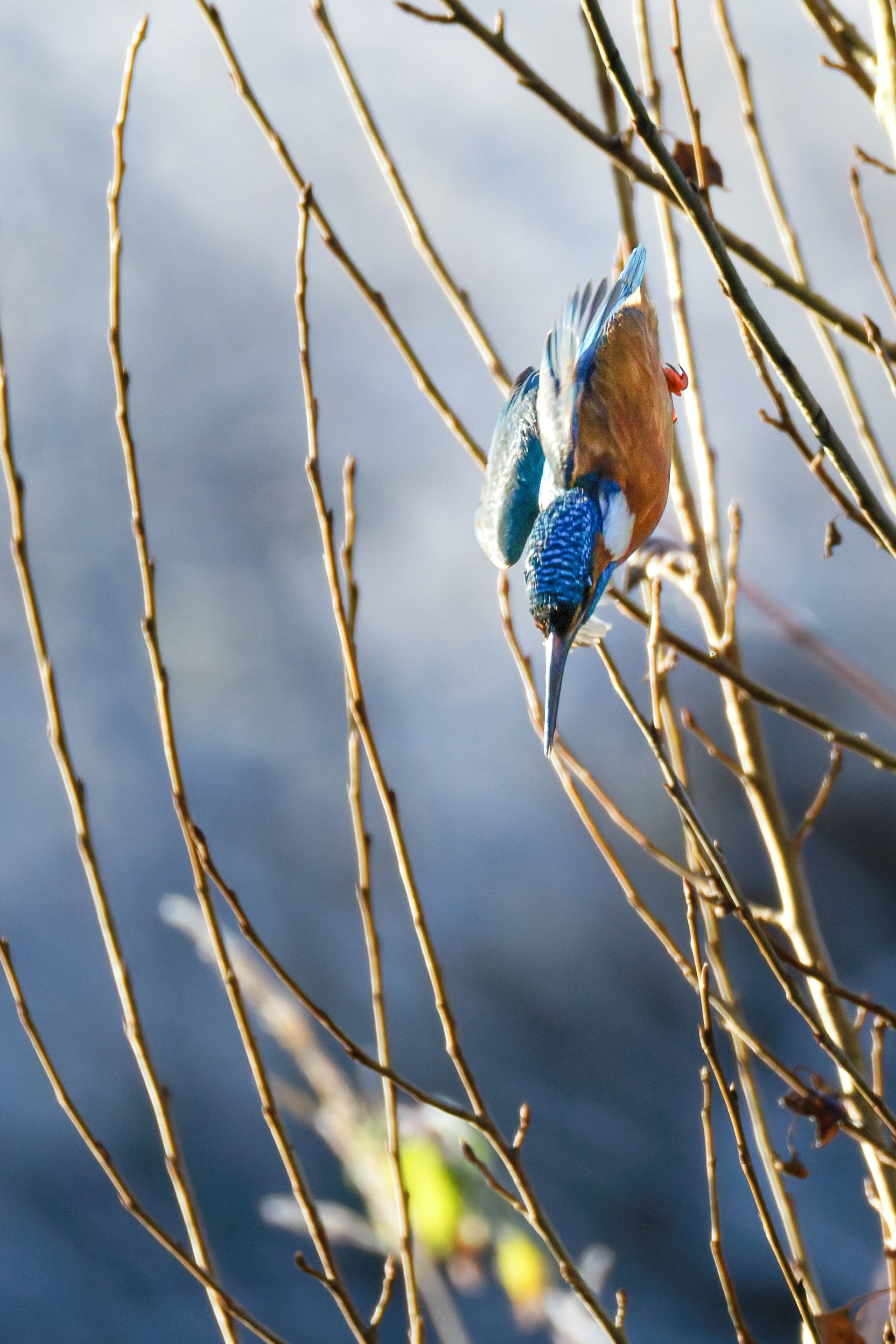 Martin pêcheur d'Europe