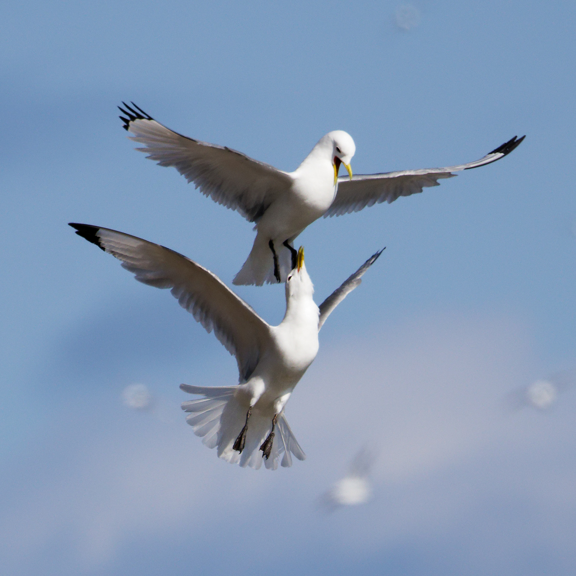 Mouette tridactyle