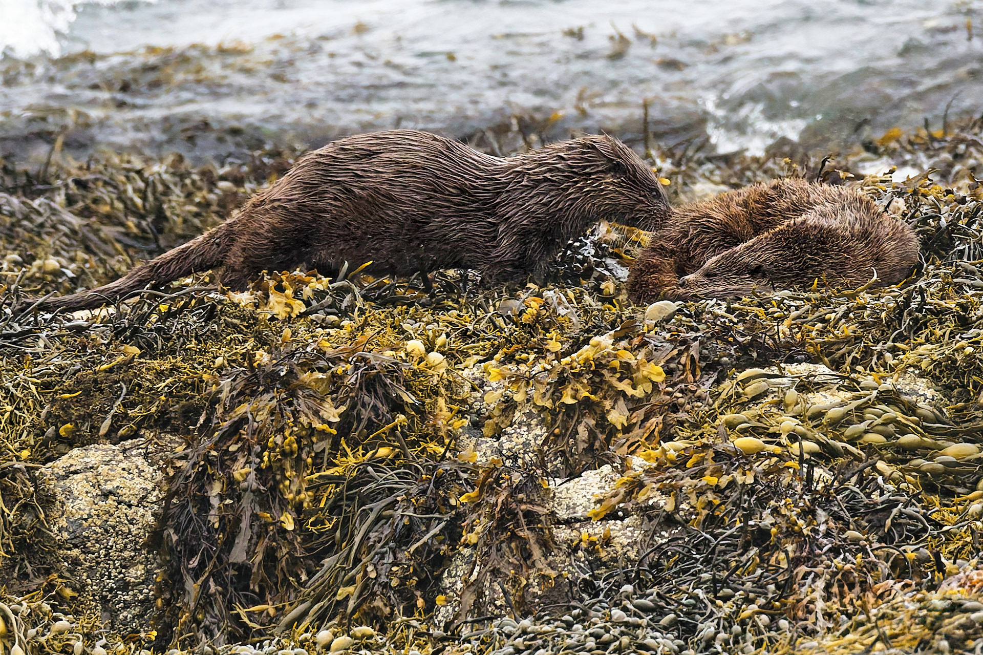 Loutre d'Europe