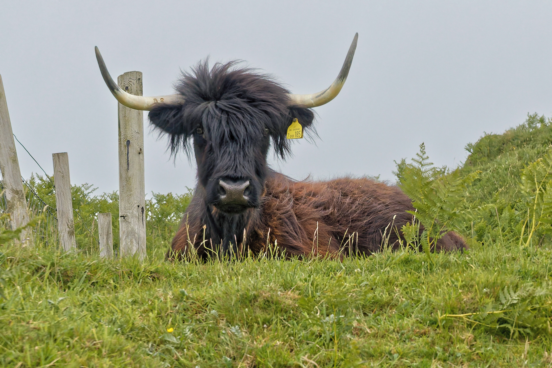Vache des Highlands