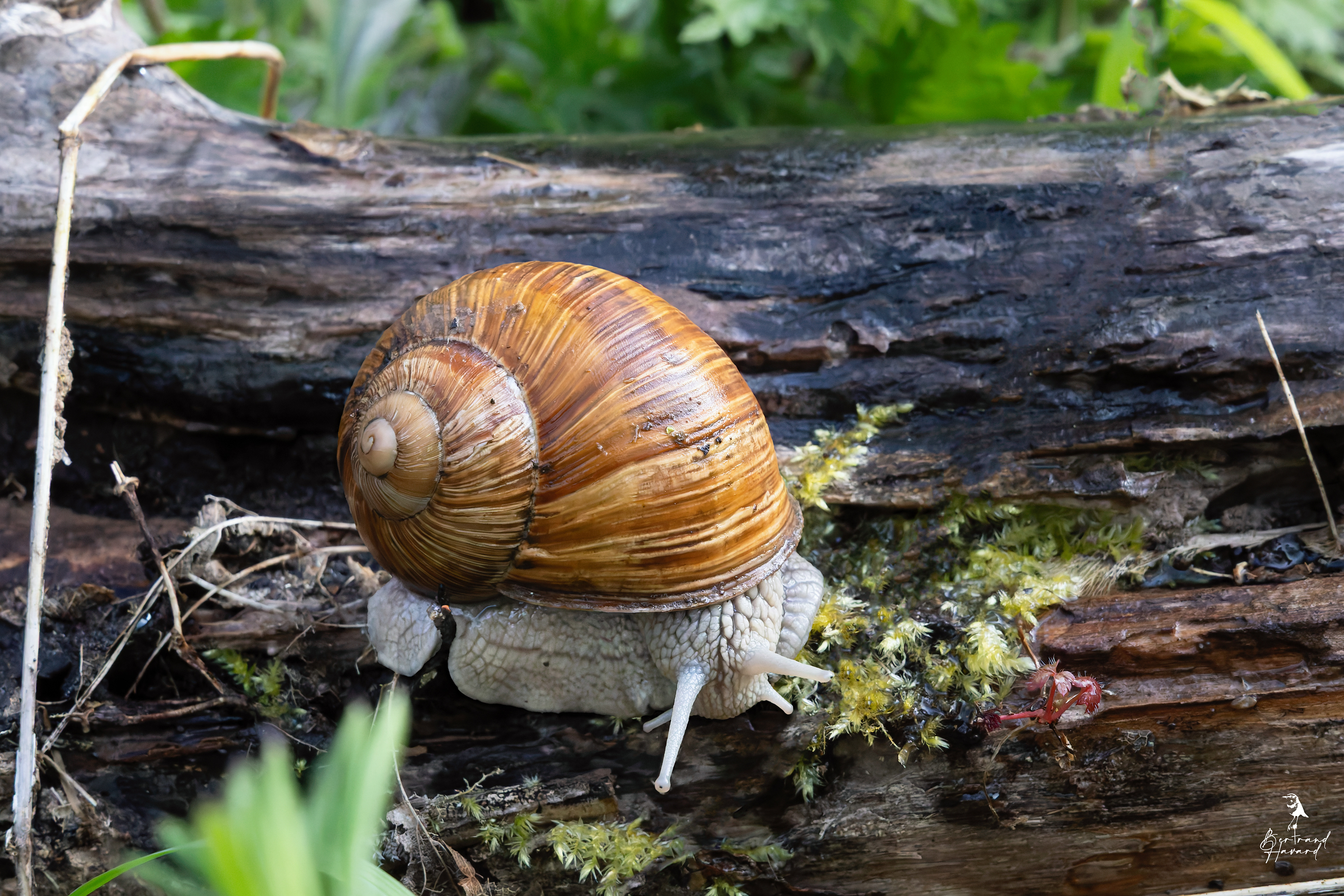 Escargot de Bourgogne