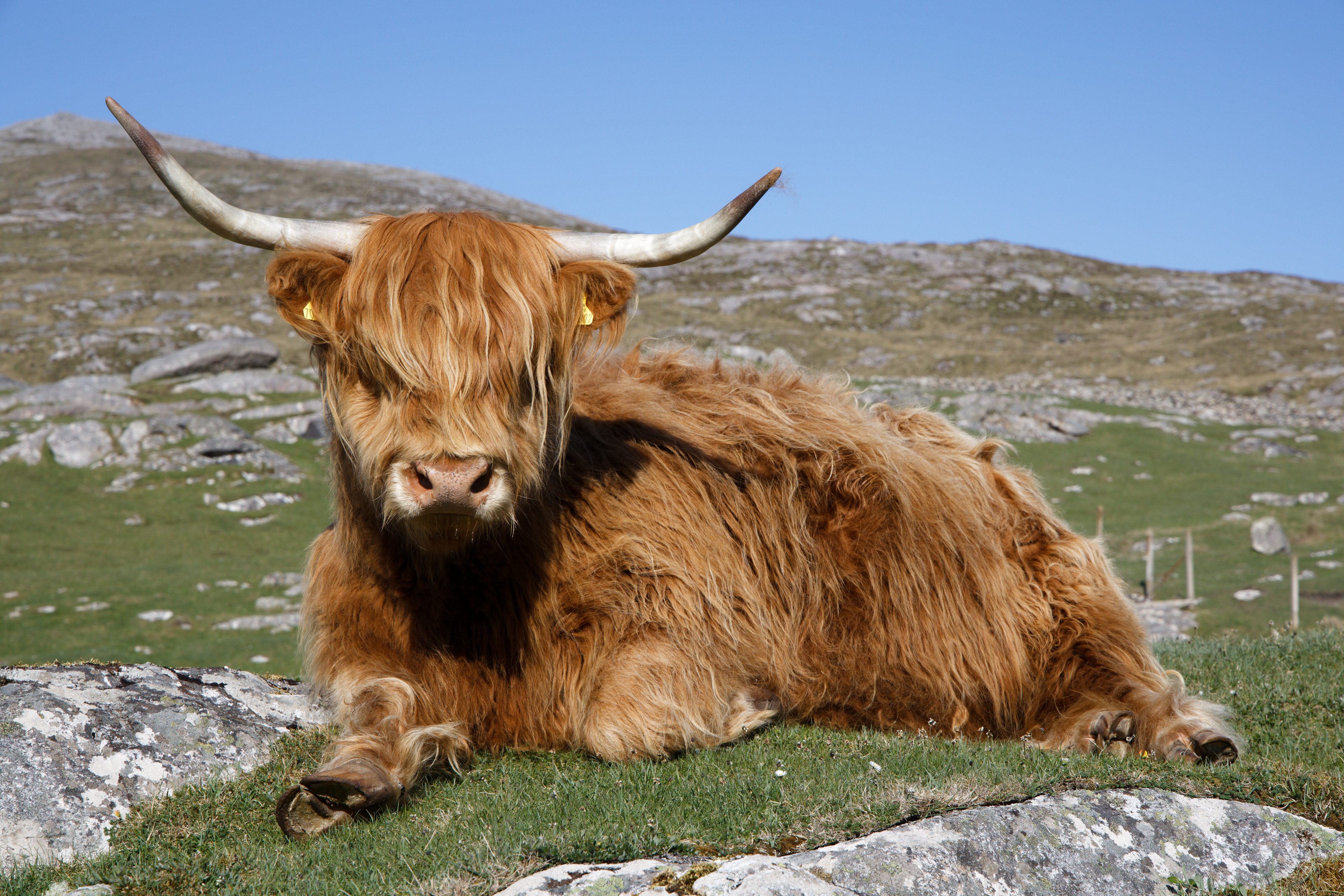 Vache des Highlands