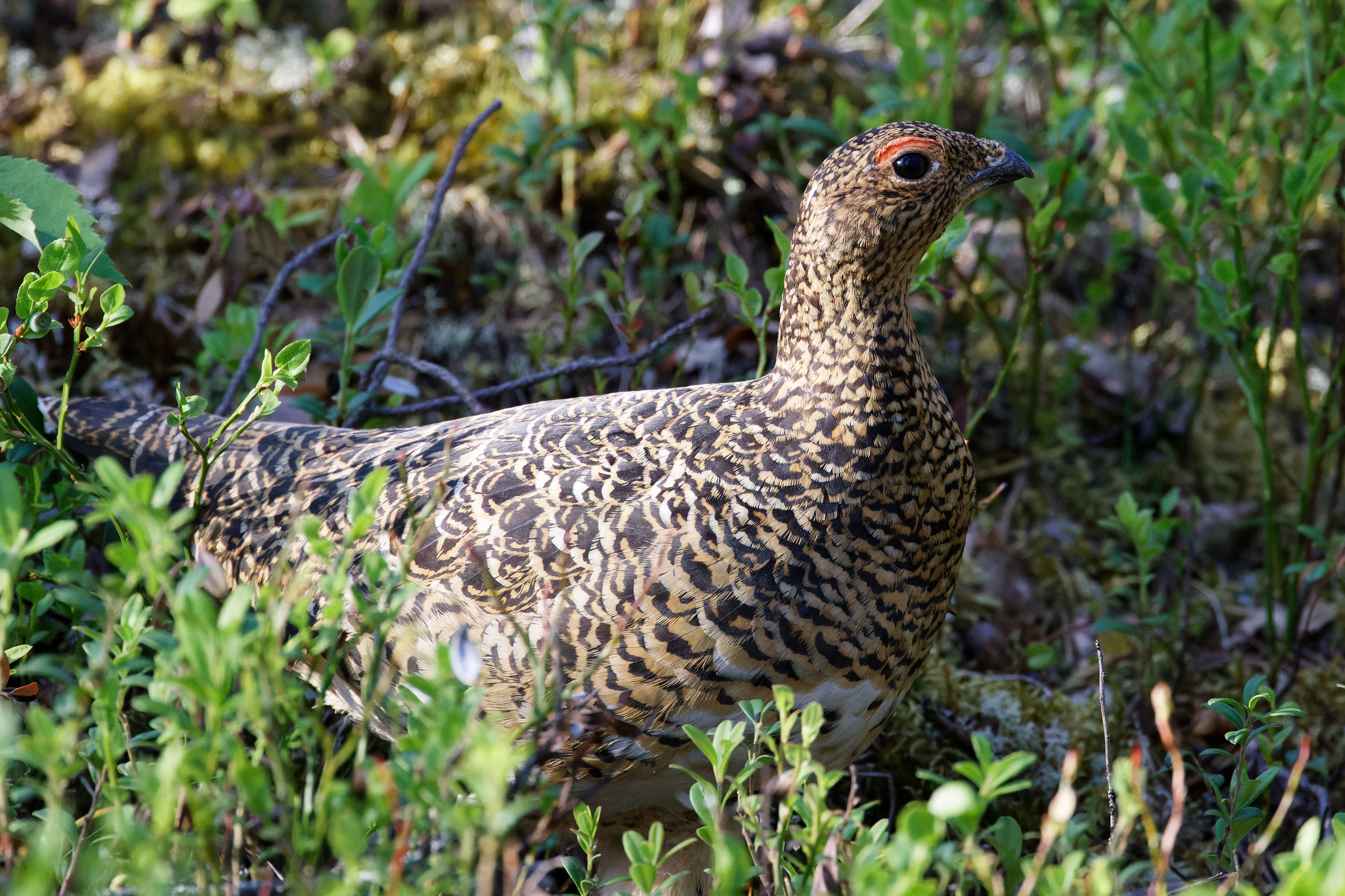 Lagopède des saules