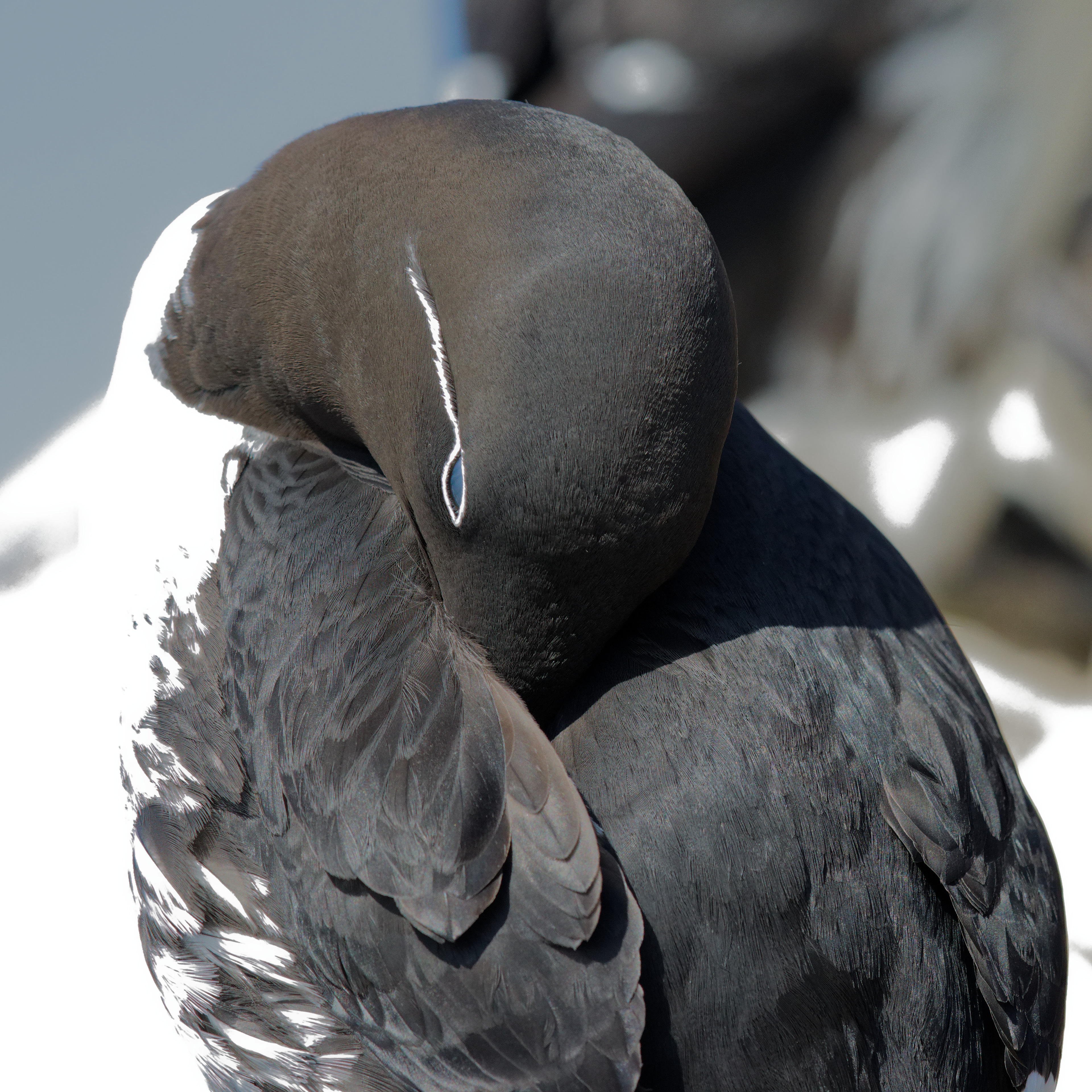 Guillemot de Troïl