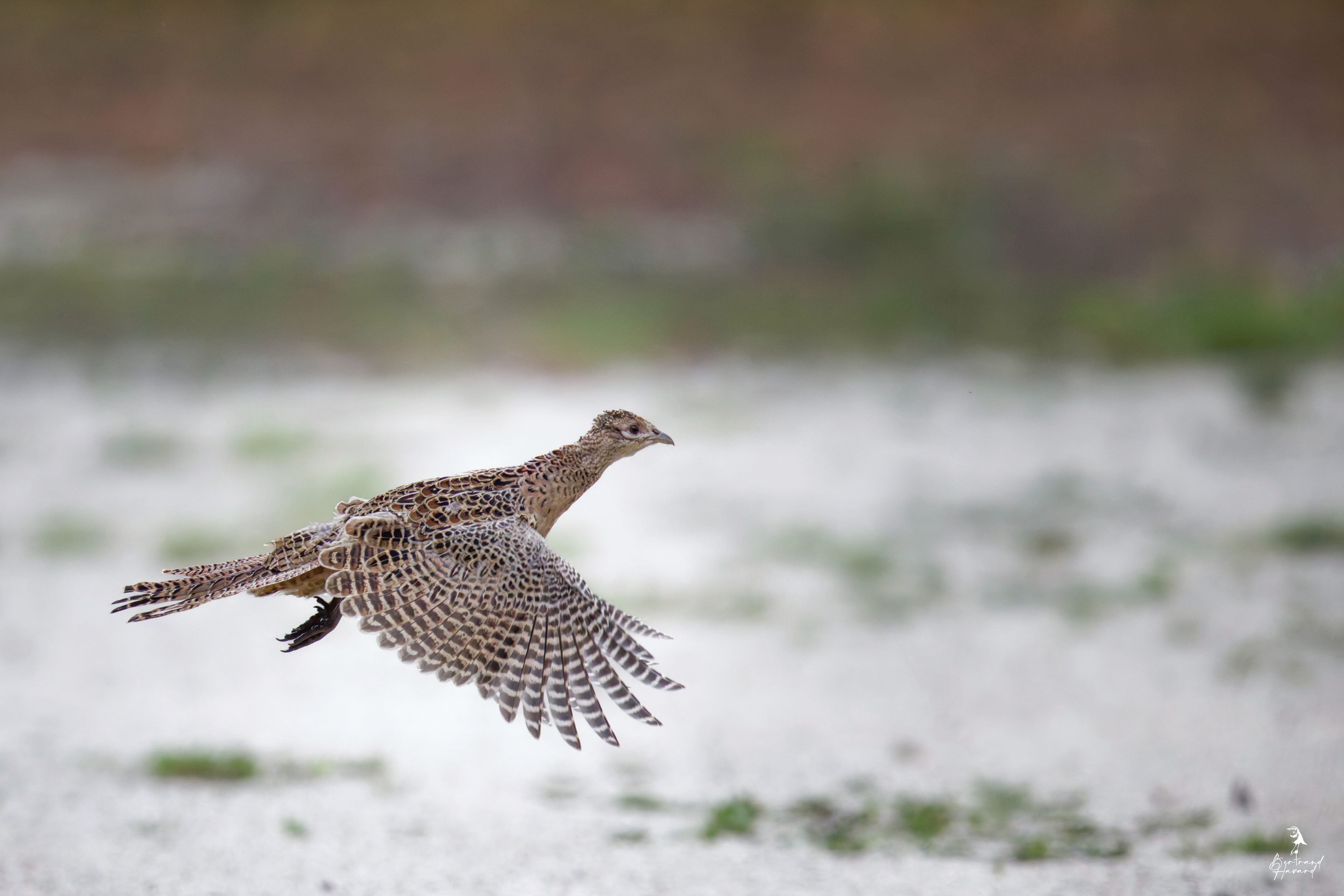 Faisan de Colchide femelle