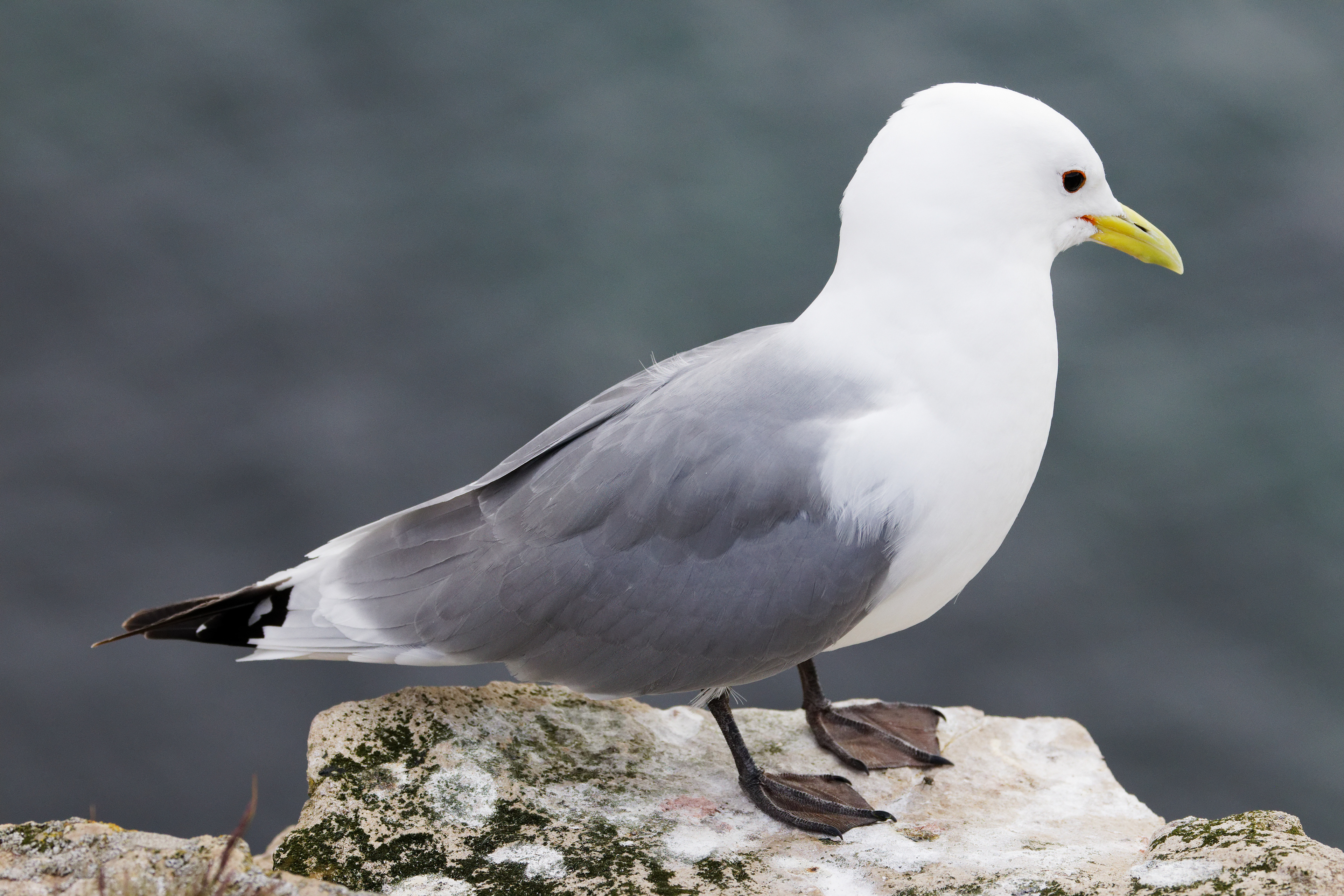 Mouette tridactyle