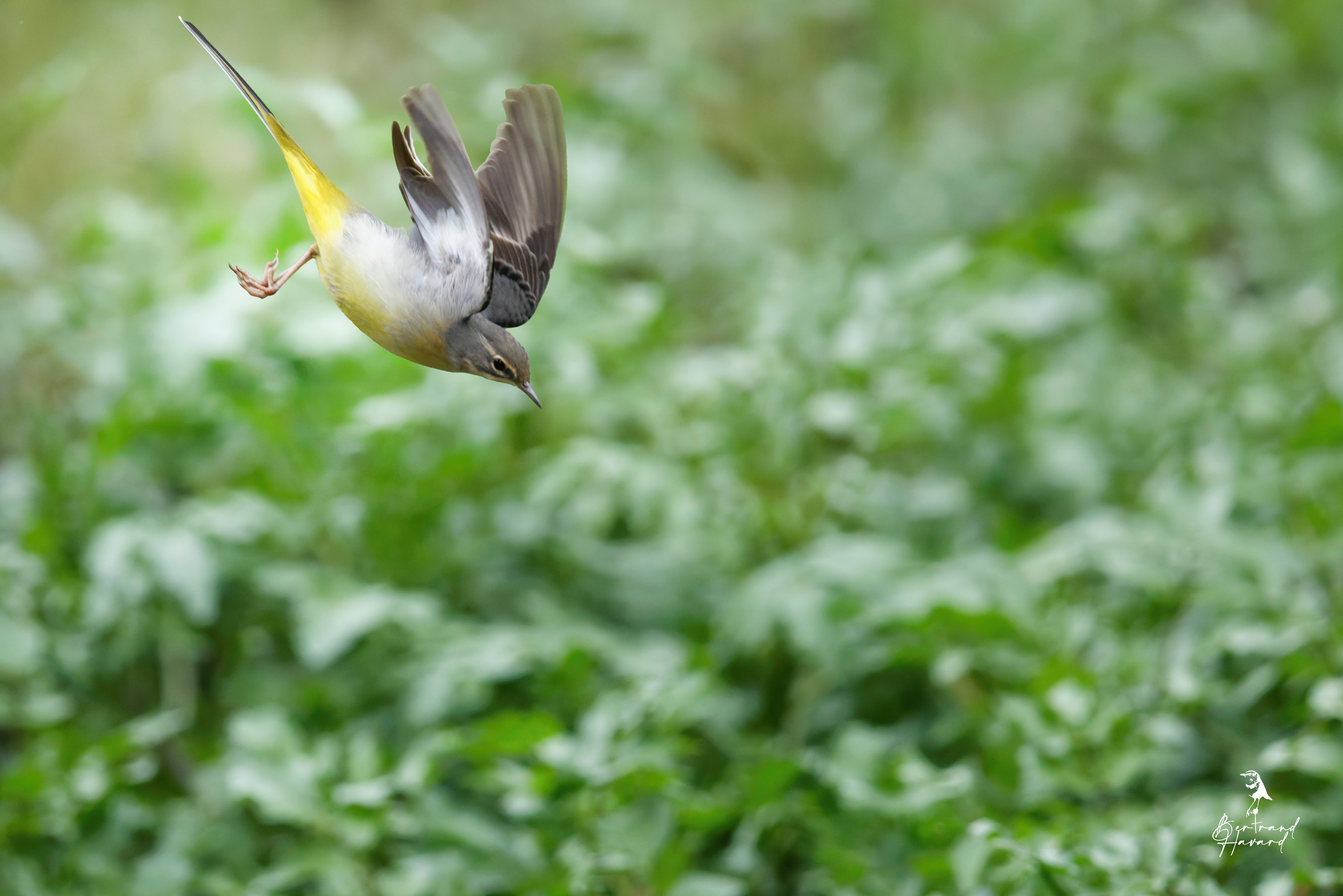 Bergeronnette des ruisseaux