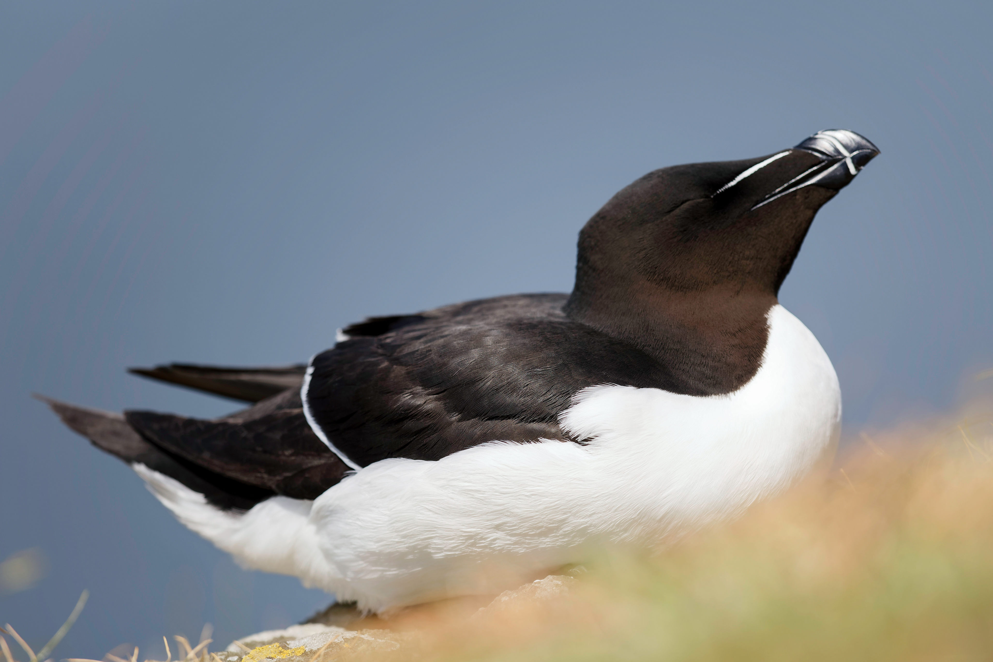 Pingouin torda