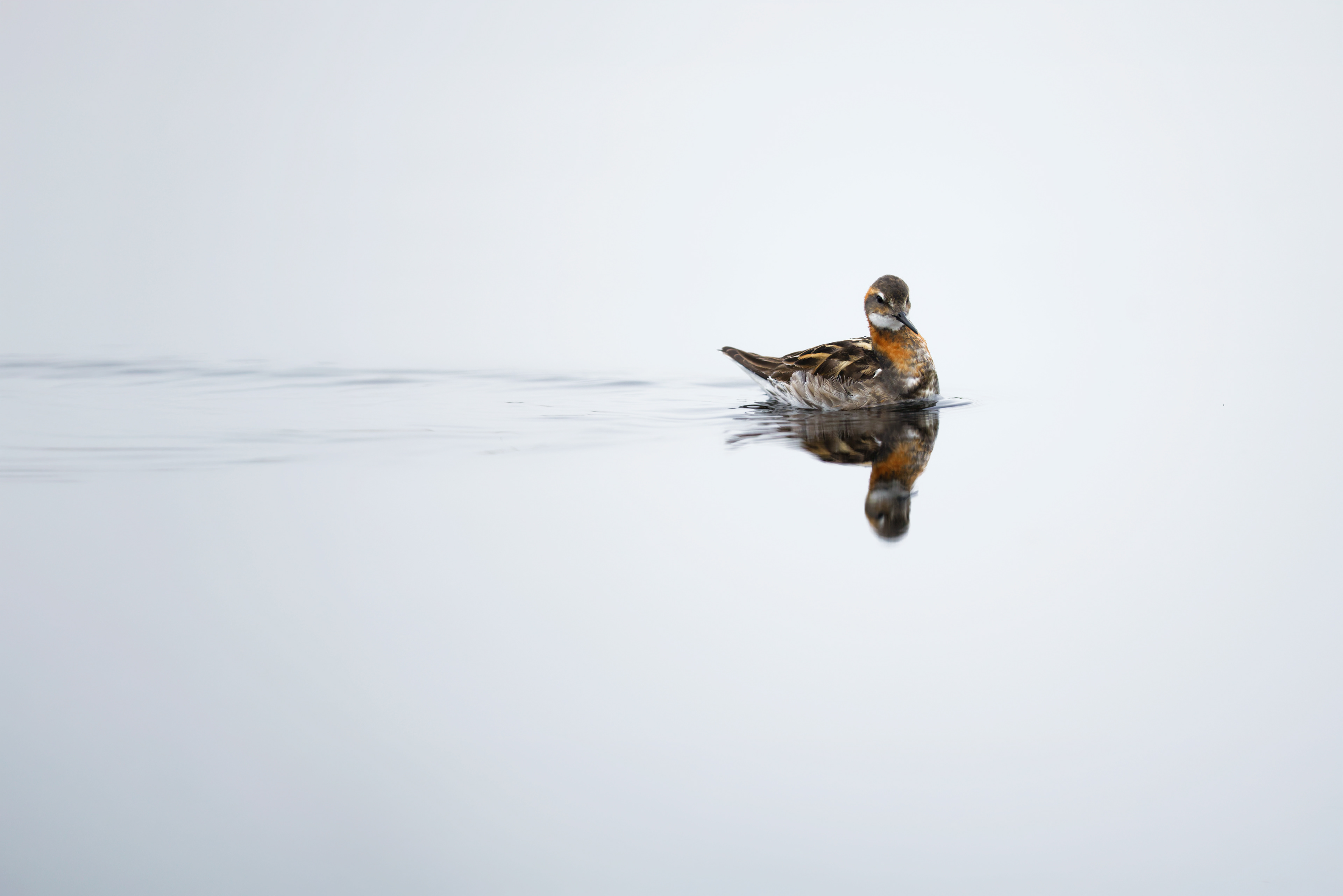 Phalarope à bec étroit