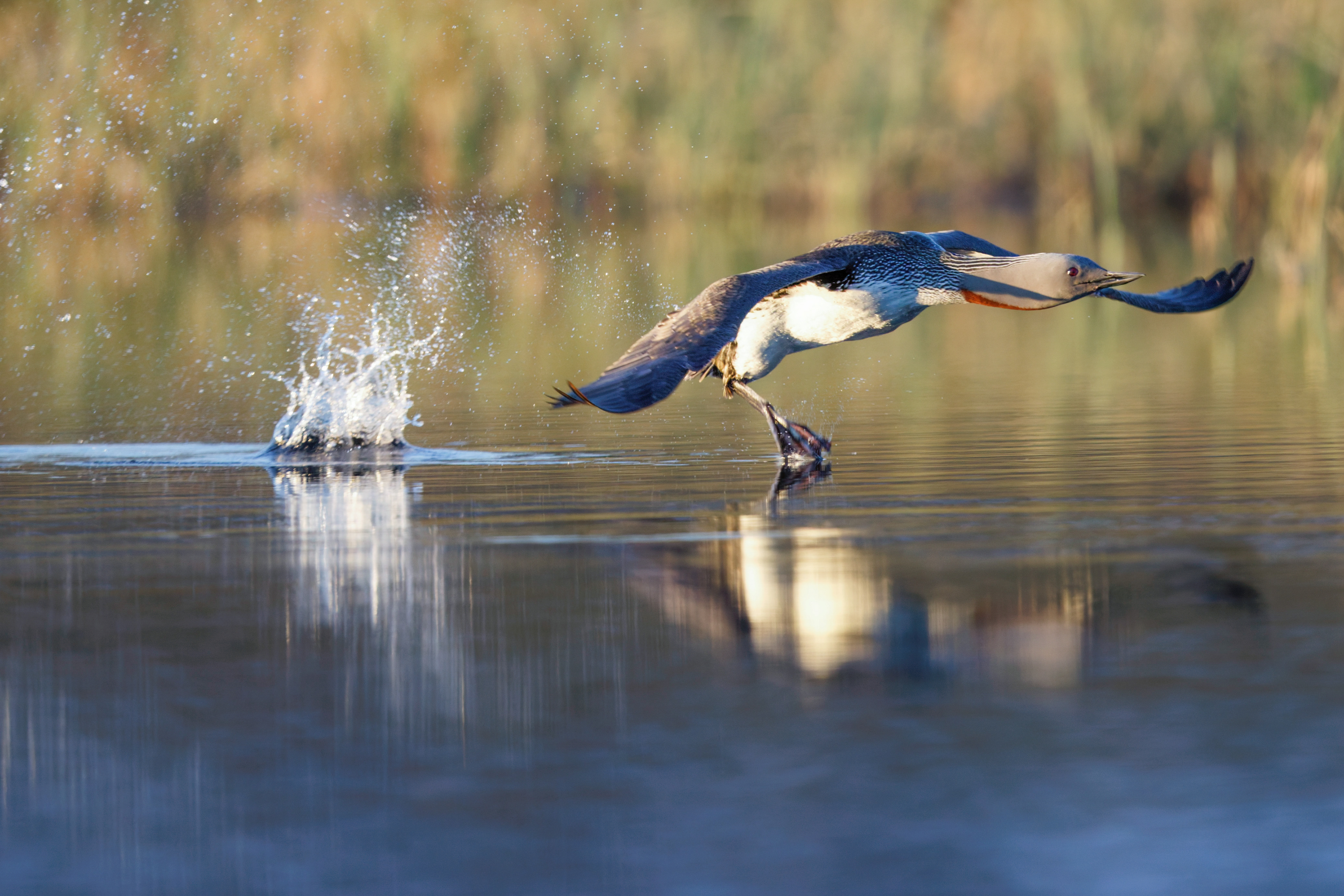 Plongeon catmarin