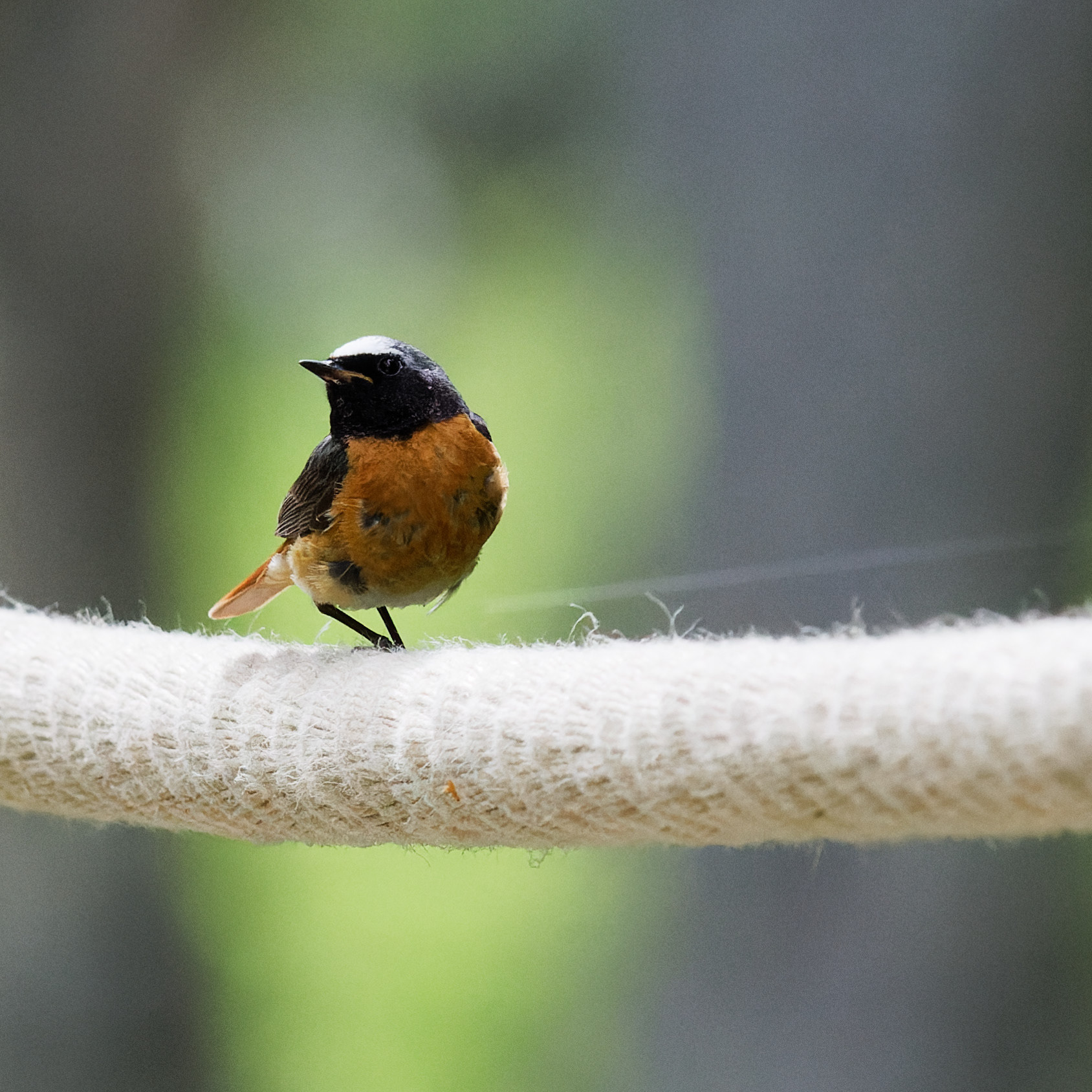 Rouge-queue à front blanc