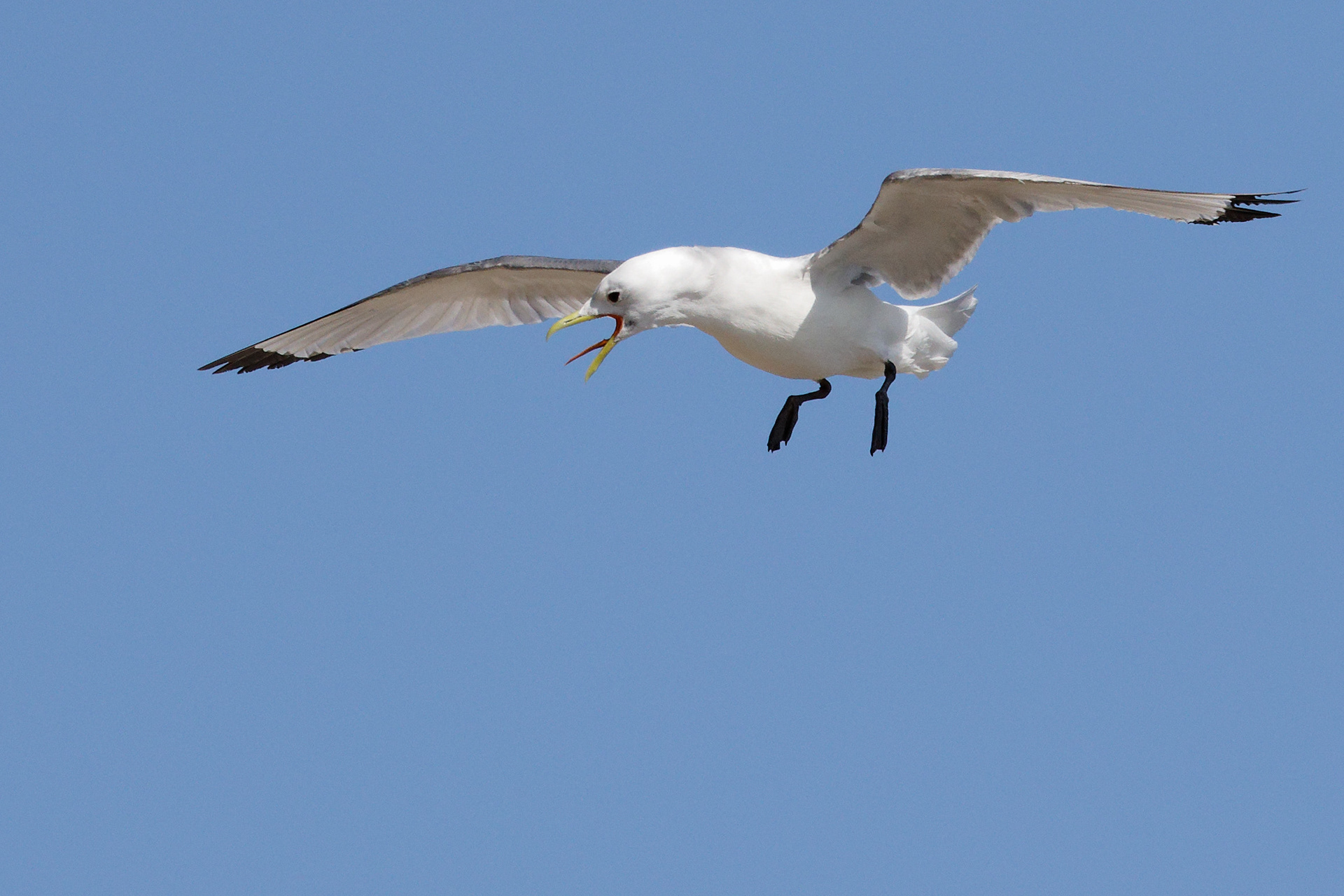Mouette tridactyle