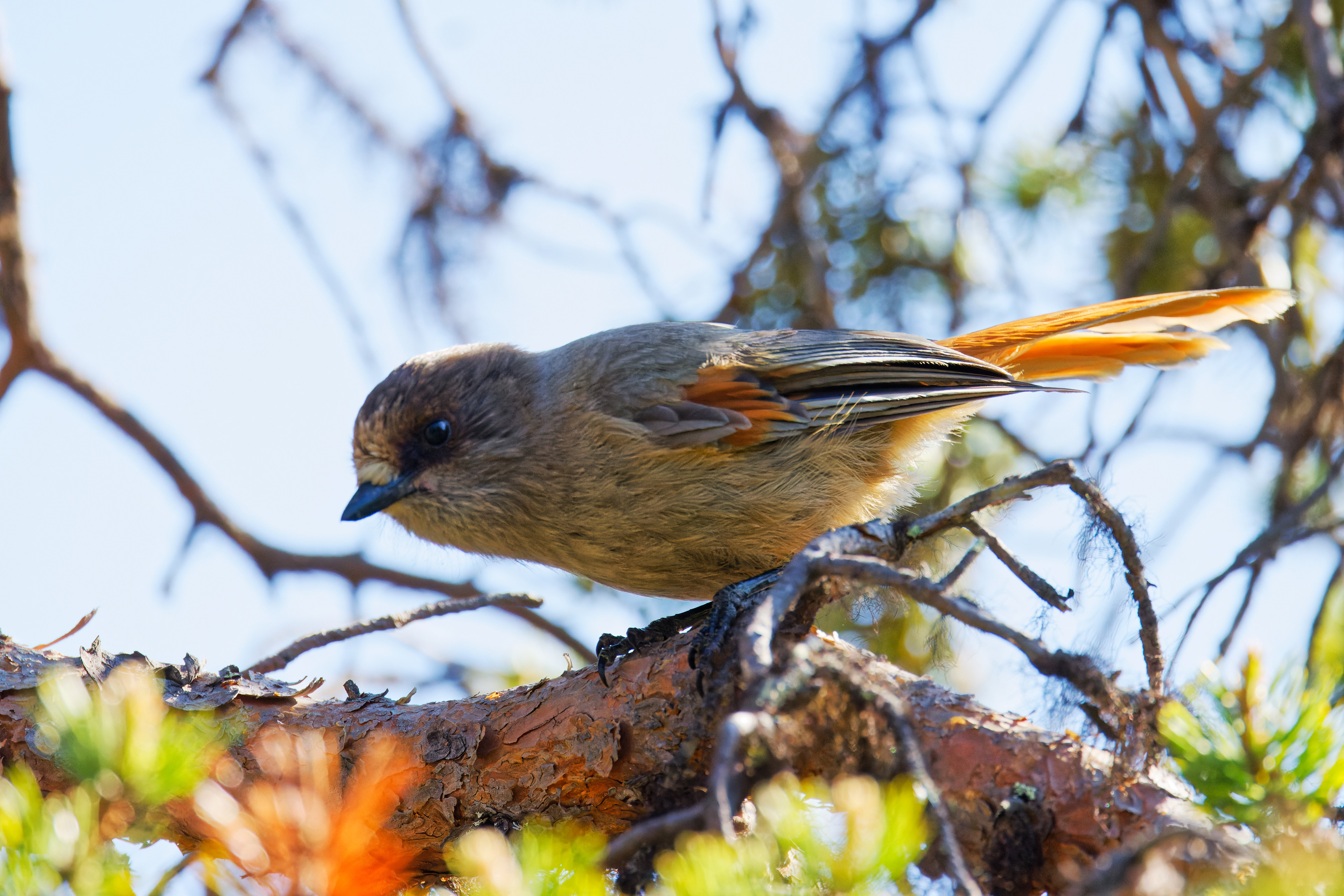 Mésangeai imitateur