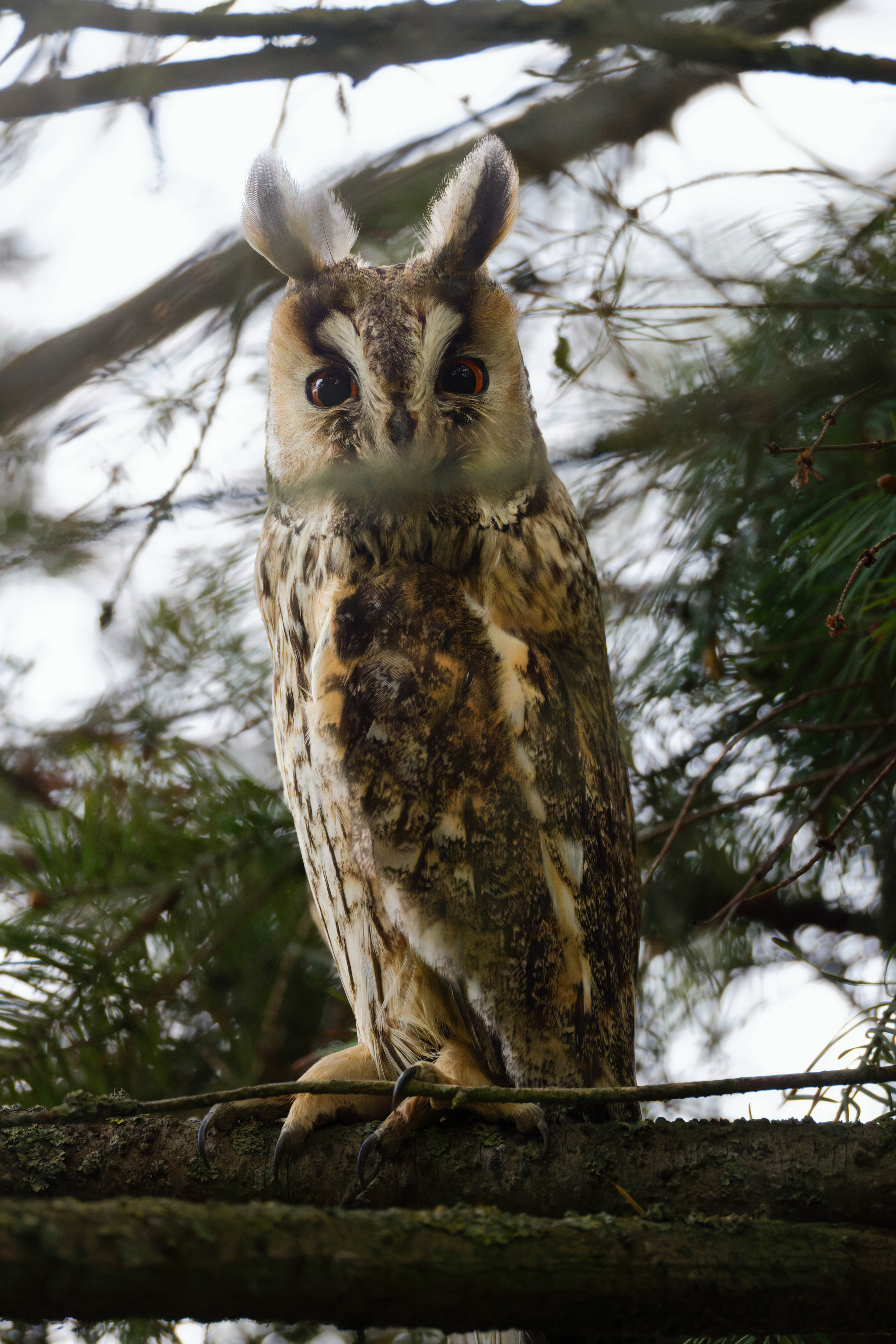 Hibou moyen-duc