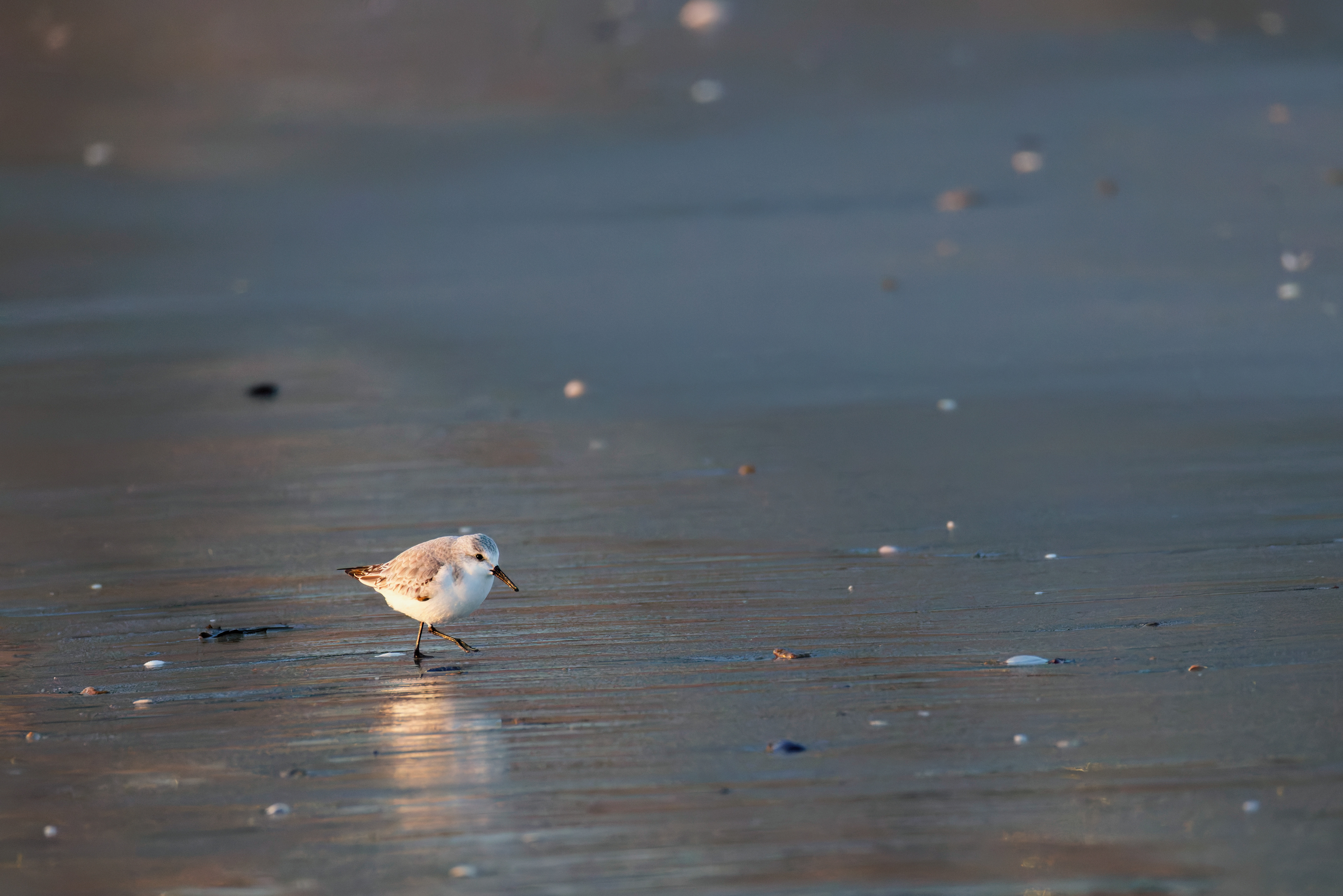 Bécasseau Sanderling