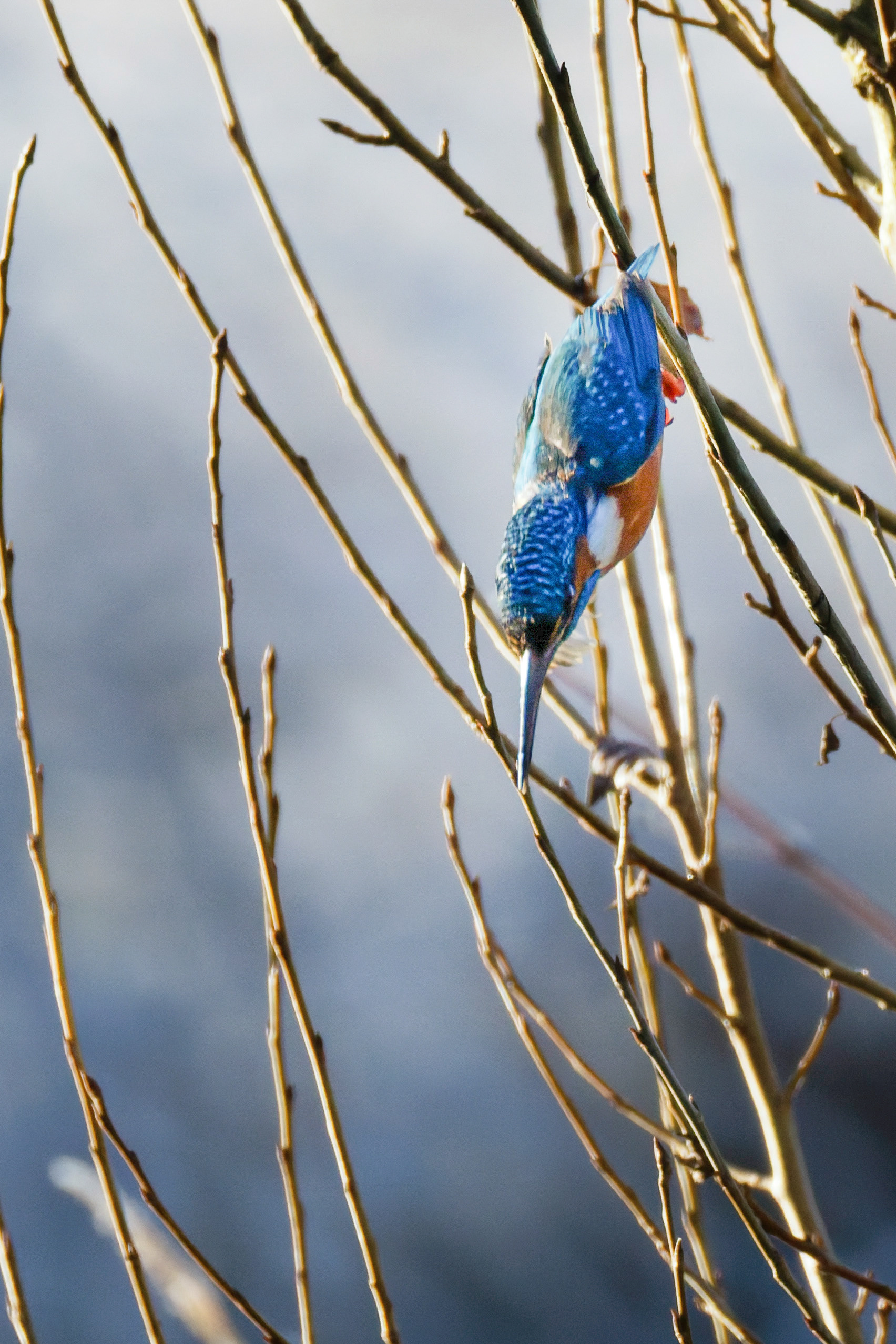Martin pêcheur d'Europe
