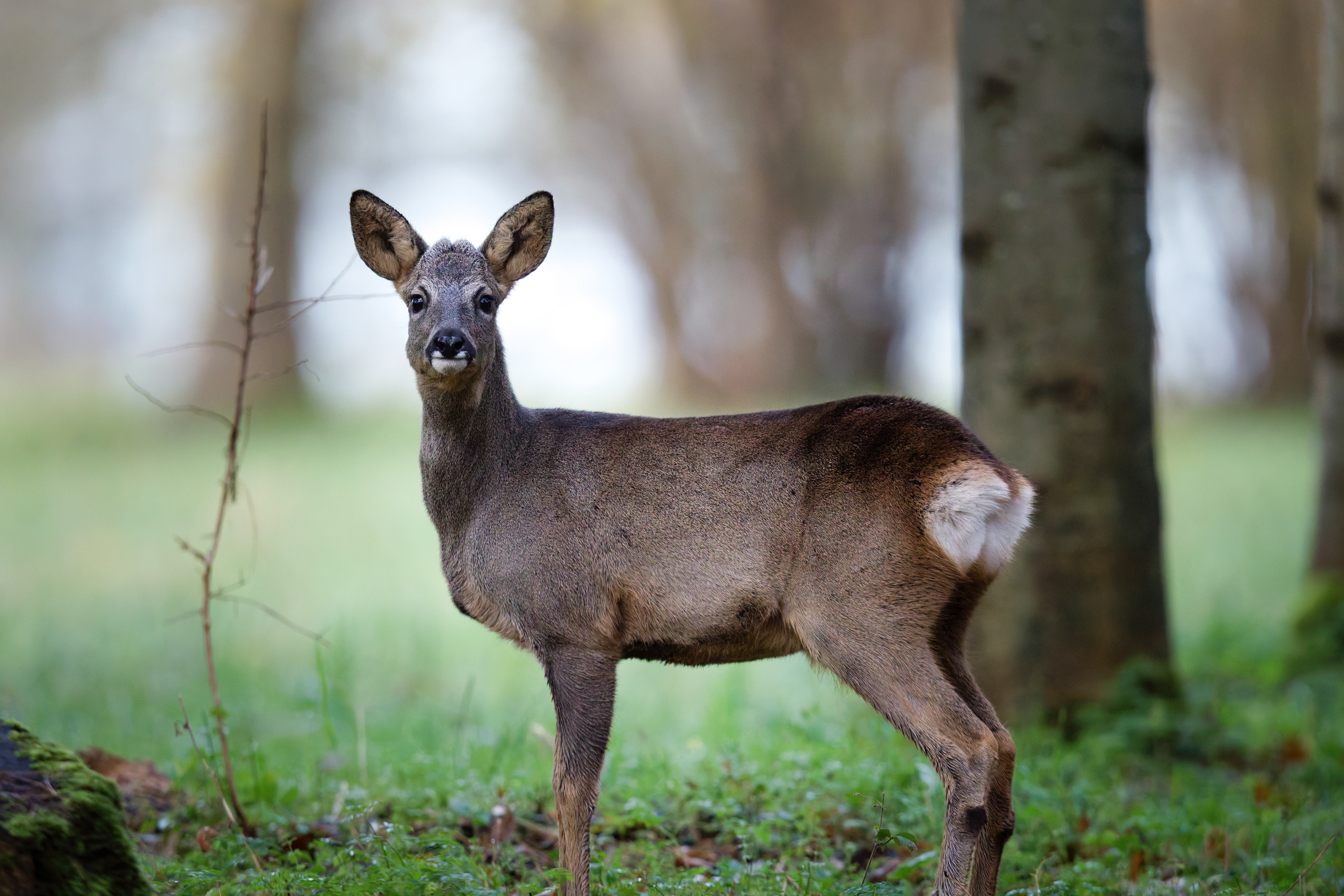 Jeune brocard (Chevreuil d'Europe mâle)