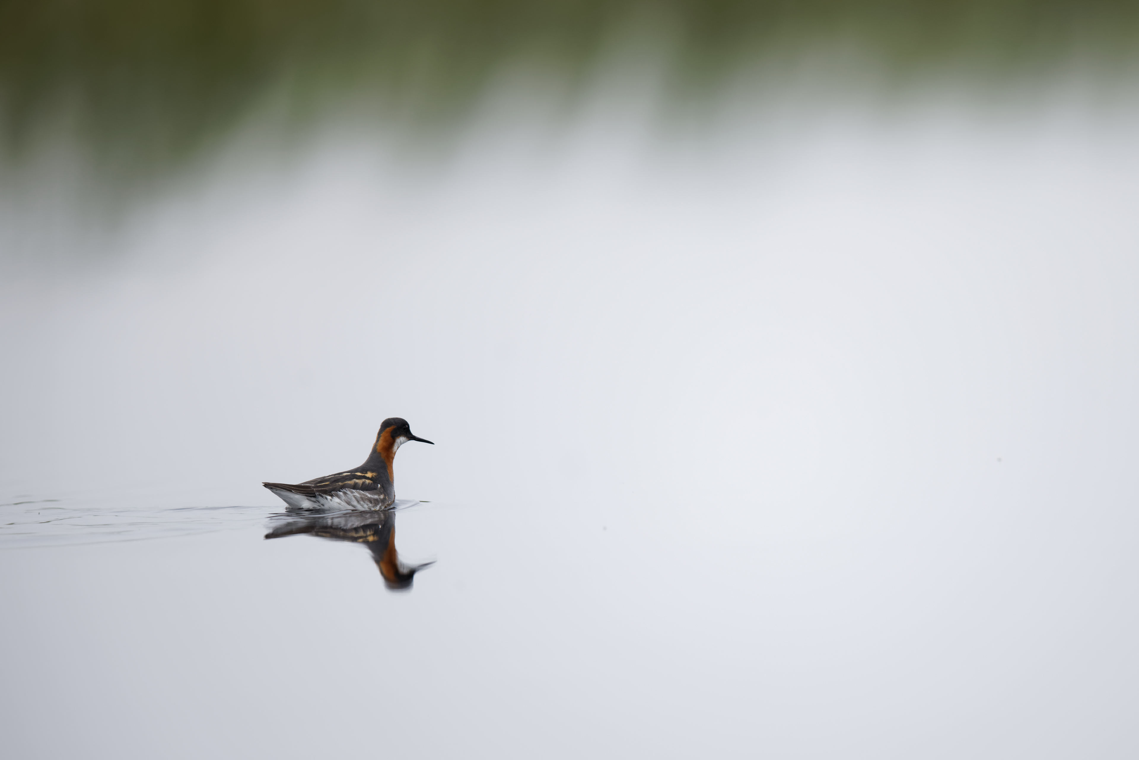 Phalarope à bec étroit