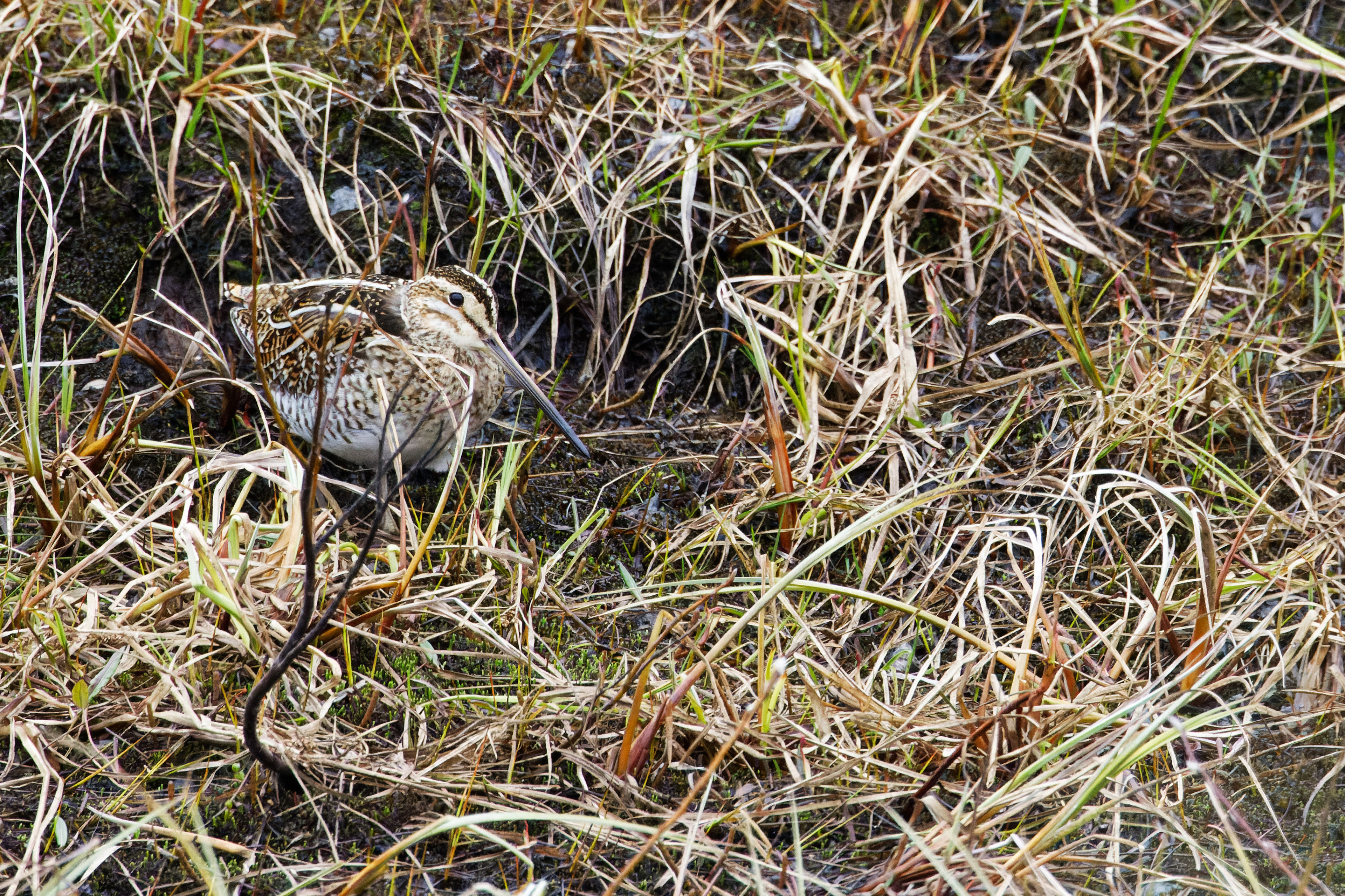 Bécassine des marais