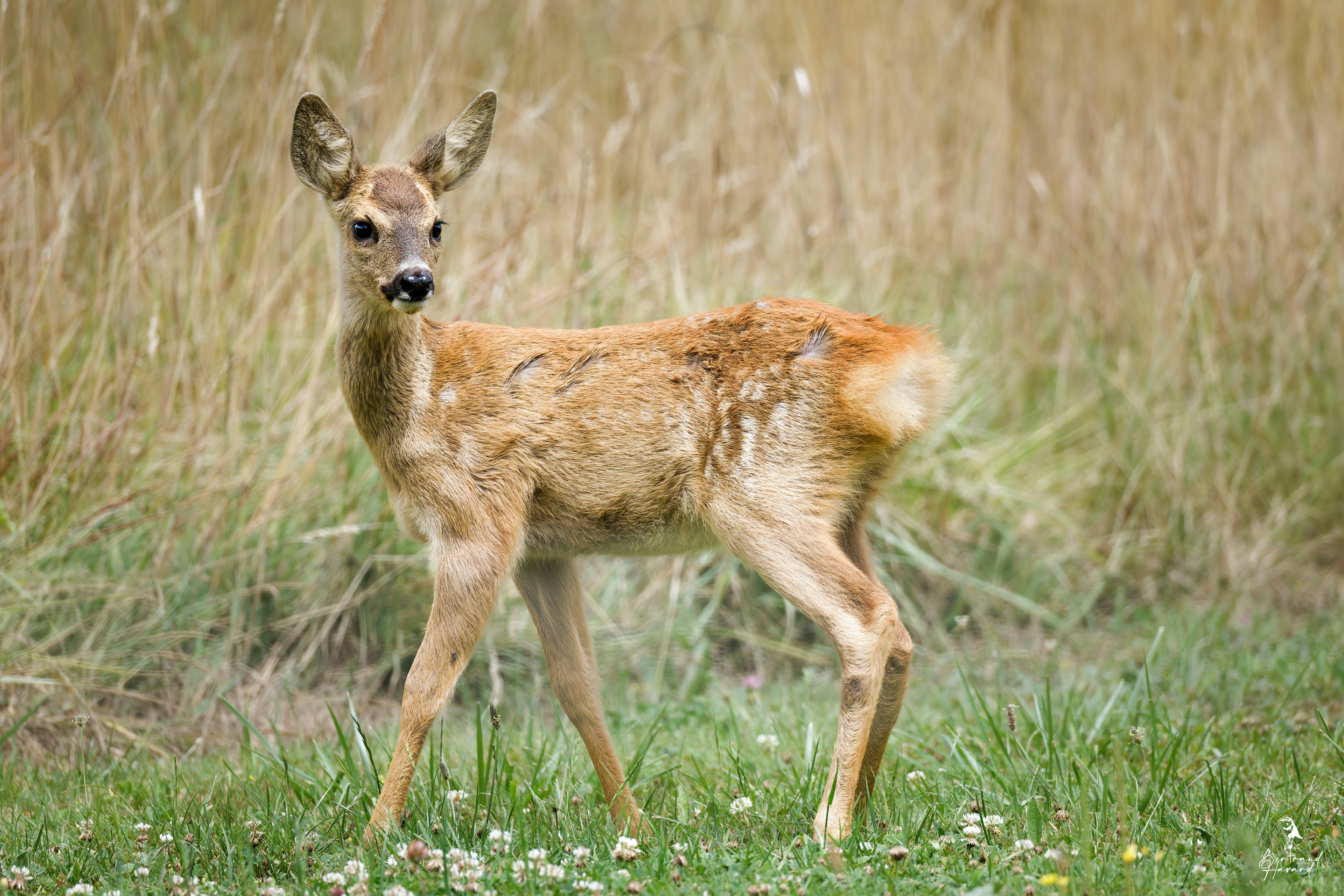 Chevreuil d'Europe (jeune)