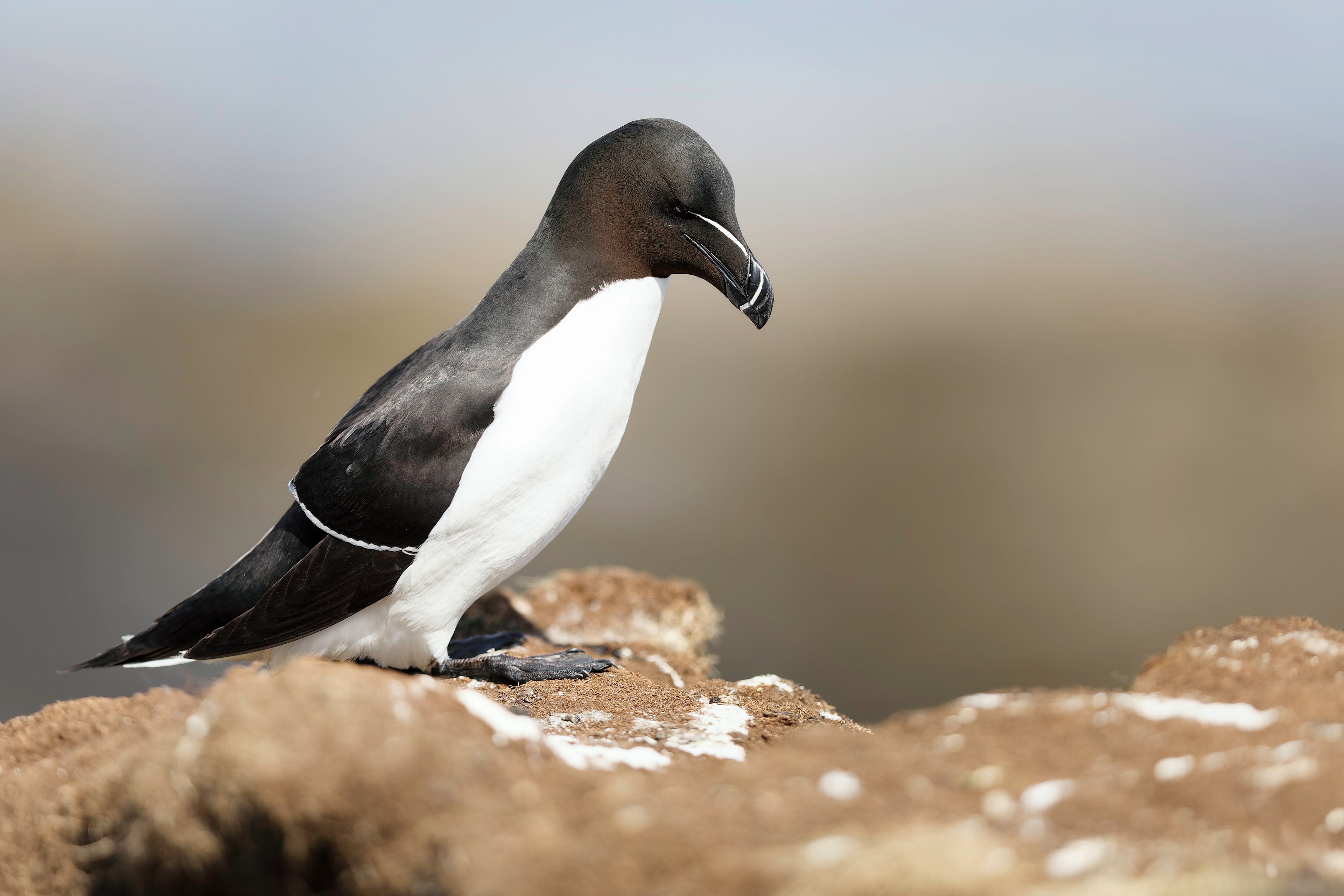 Pingouin torda