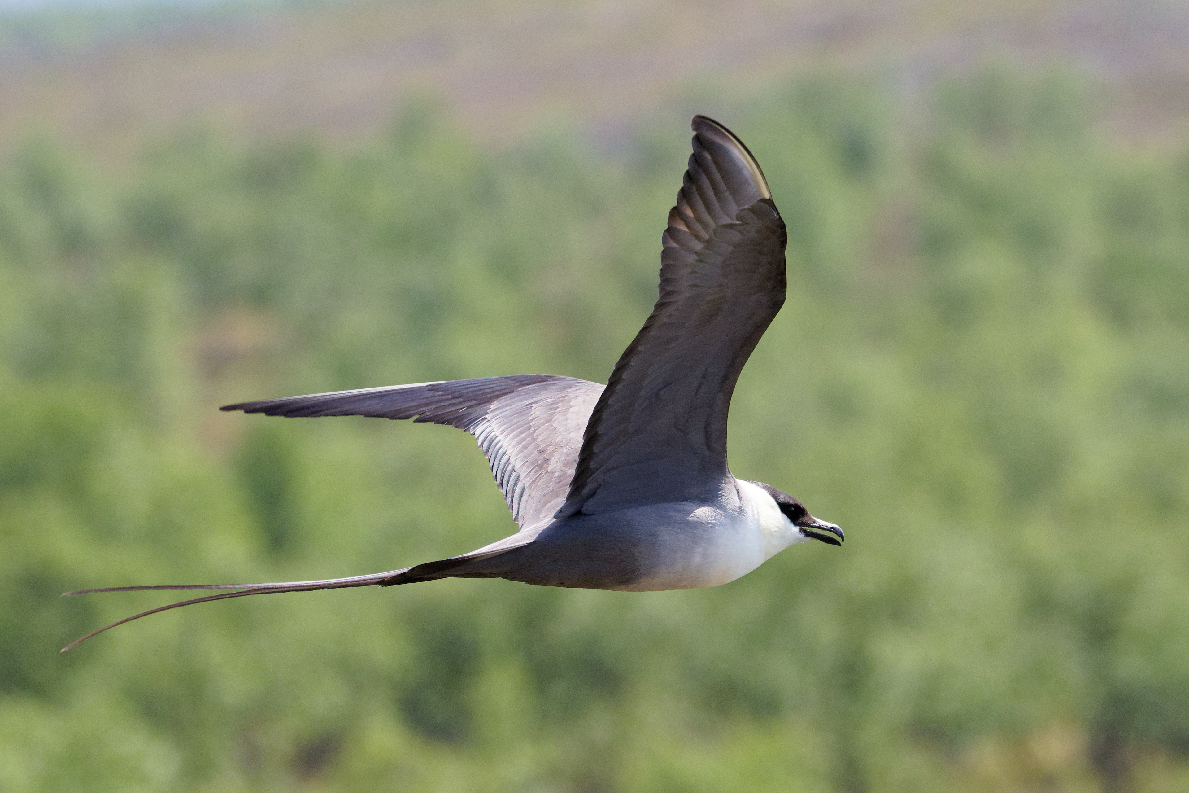 Labbe à longue queue