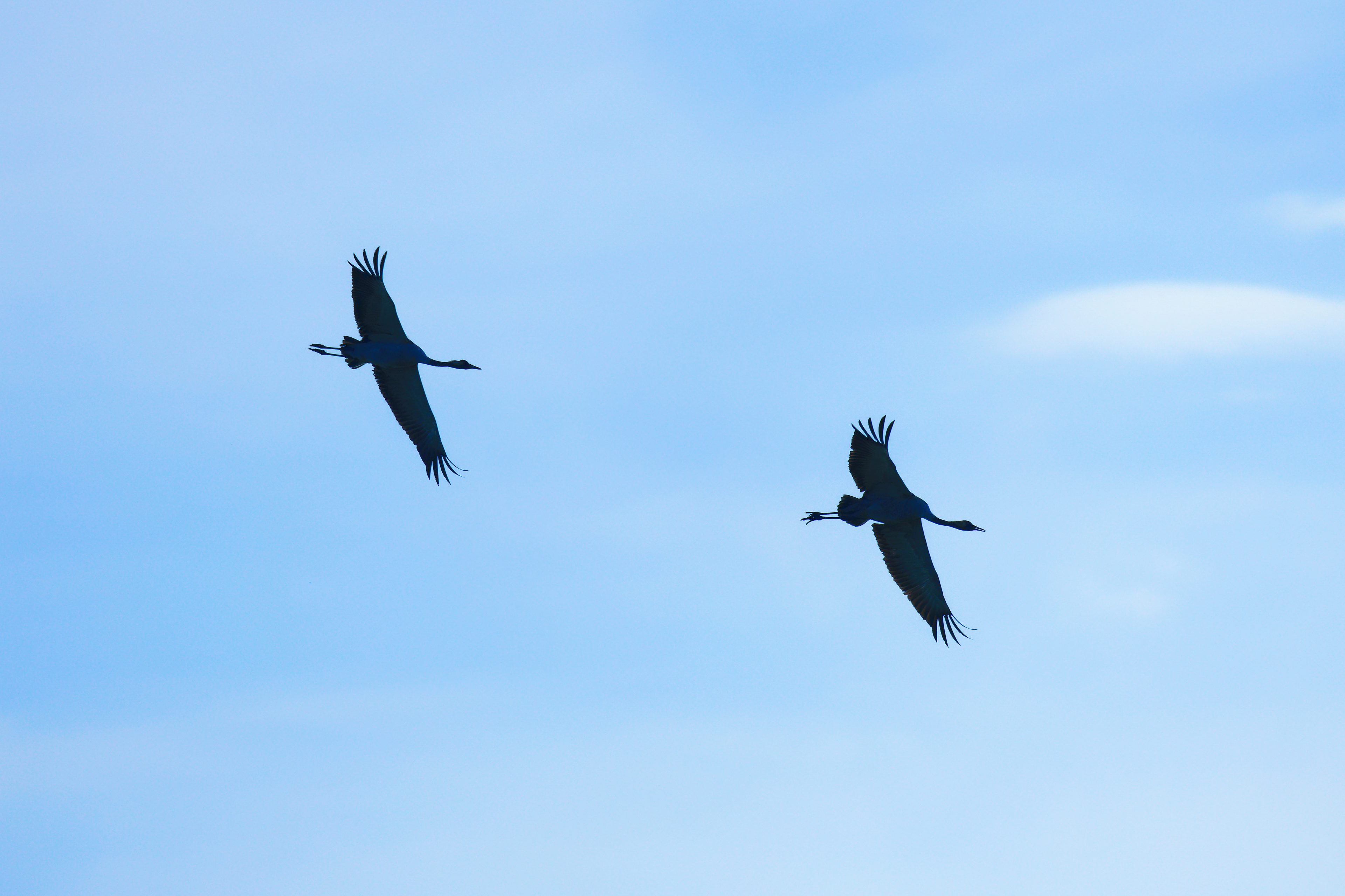 Grues cendrées