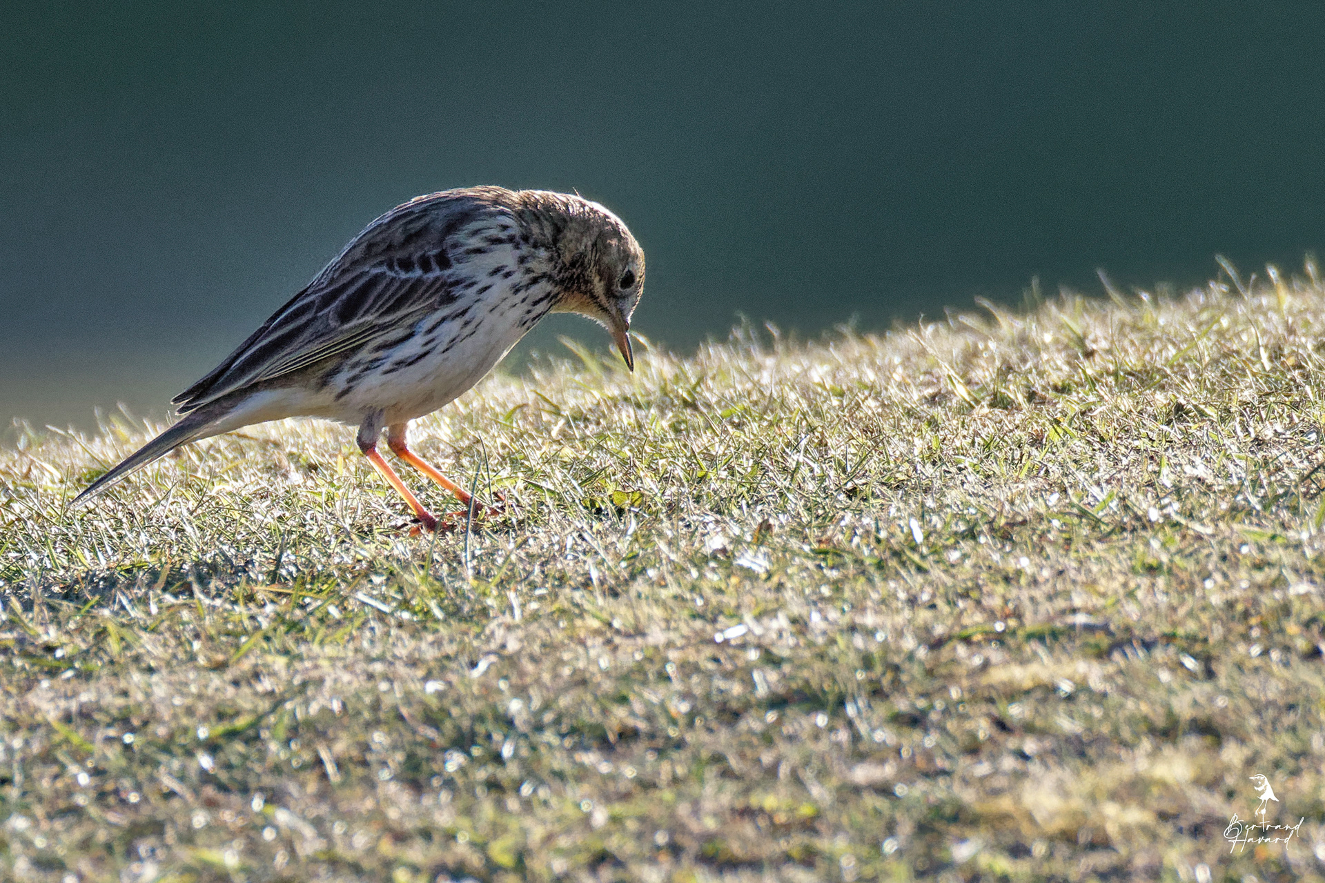 Pipit spioncelle