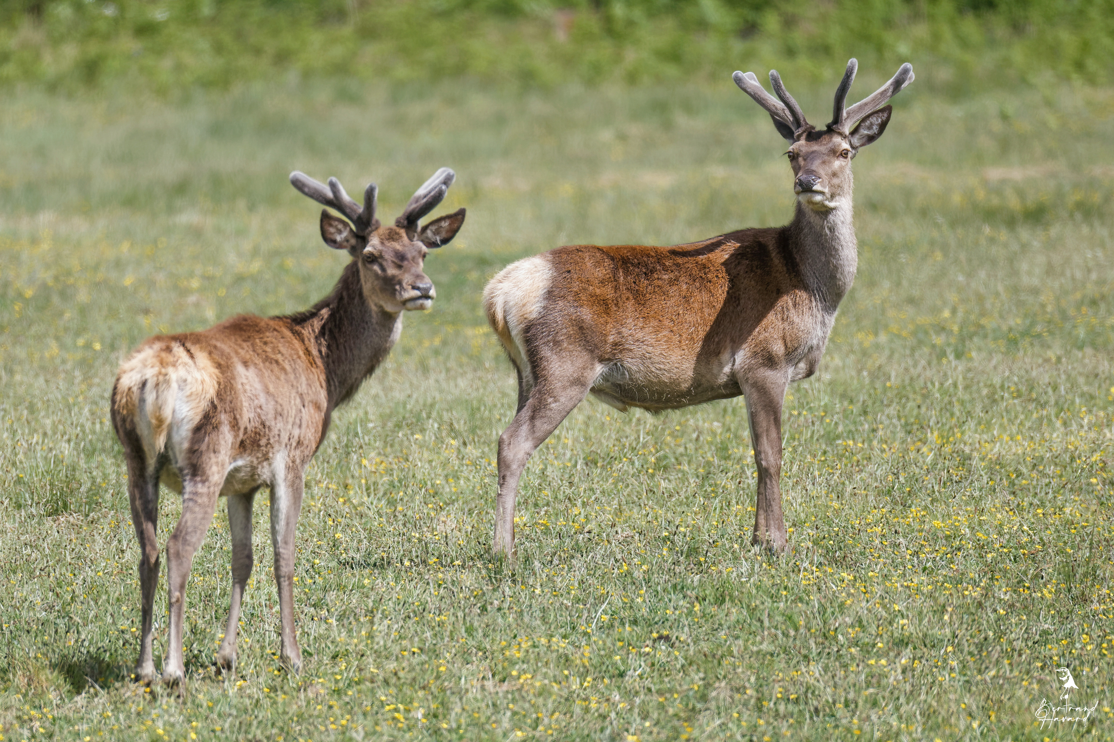 Cerf élaphe