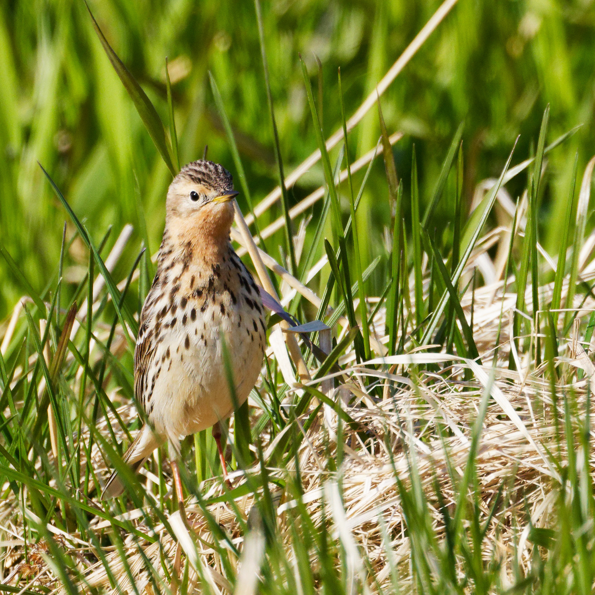 Pipit à gourge roussâtre