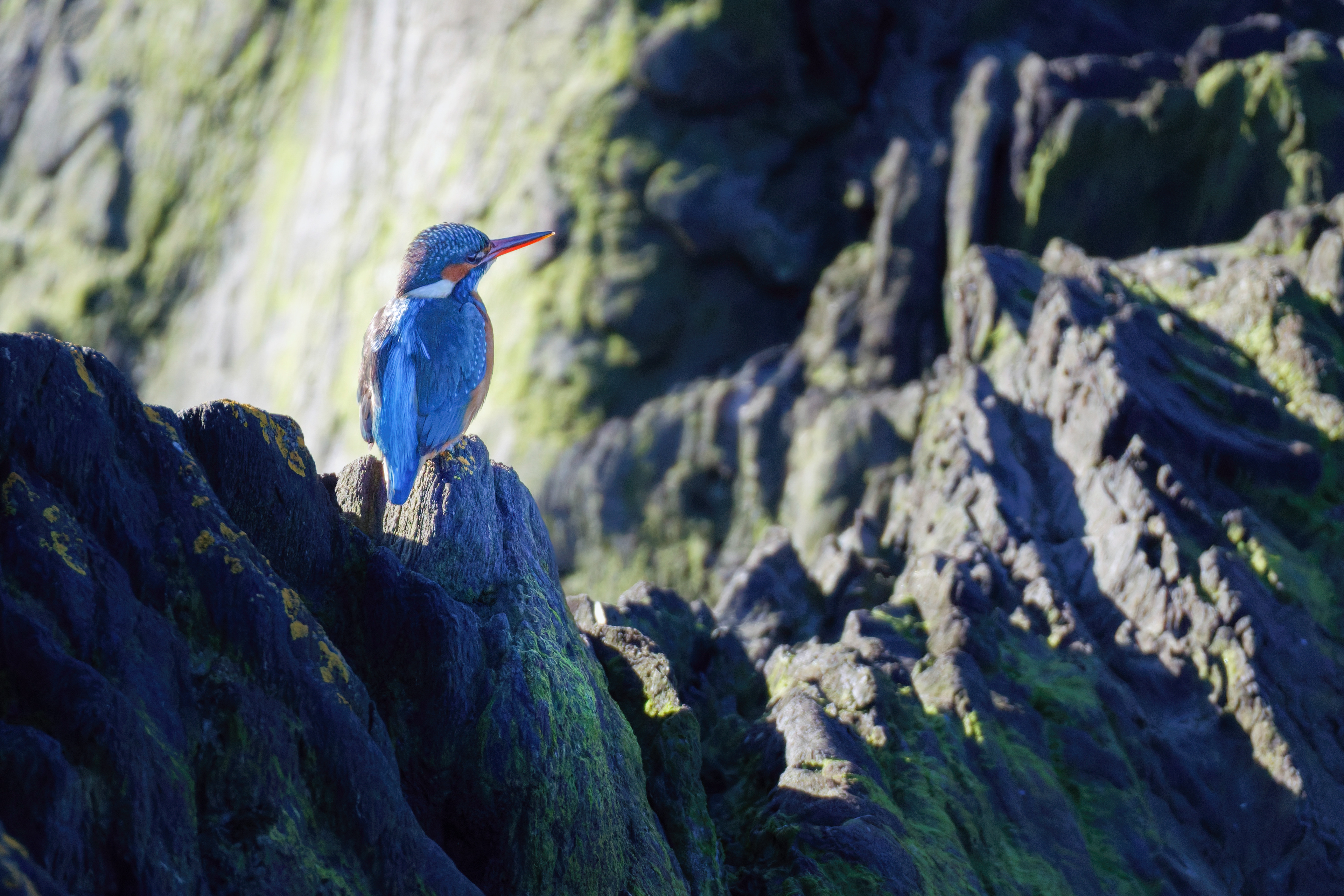 Martin pêcheur d'Europe femelle