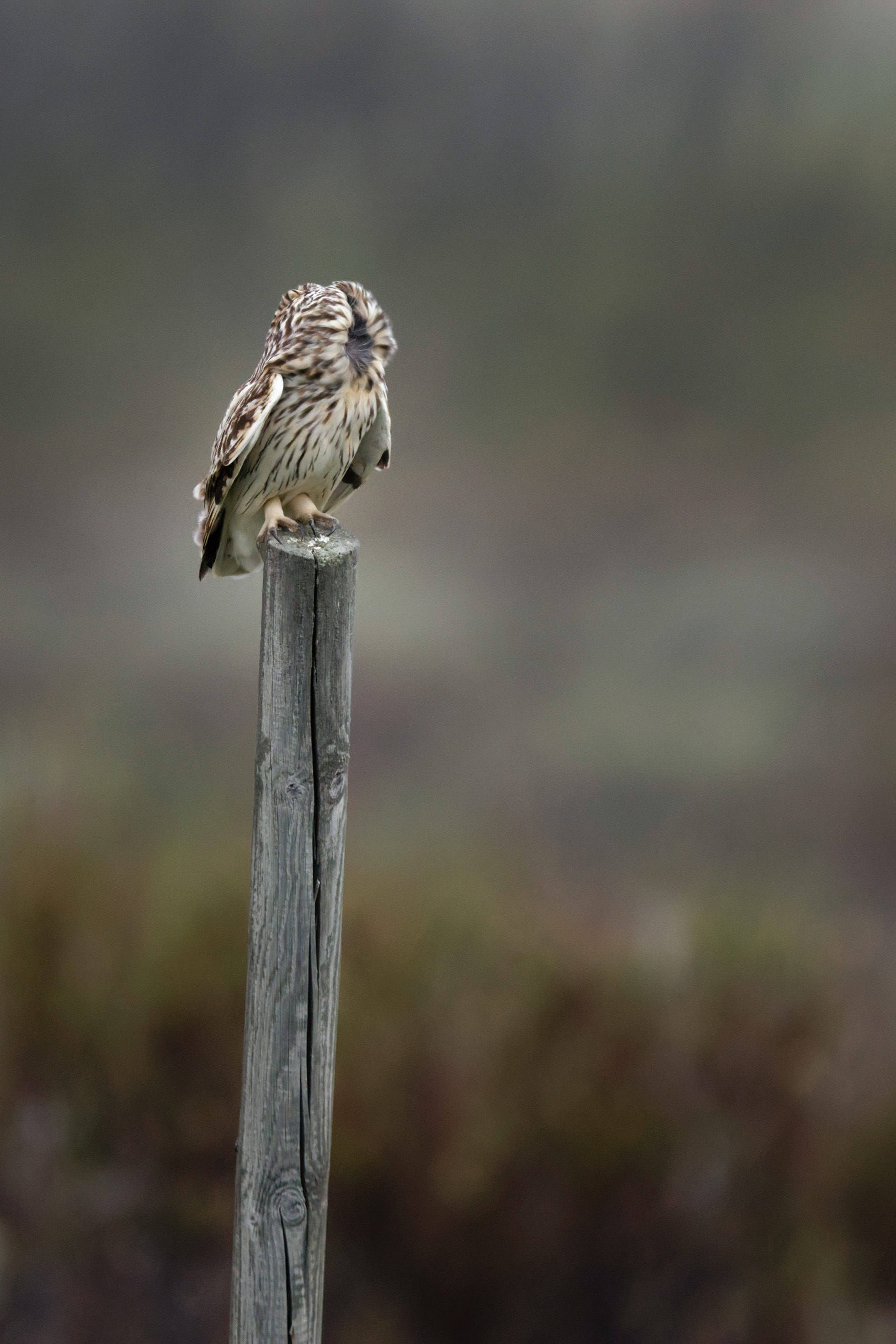 Hibou des marais