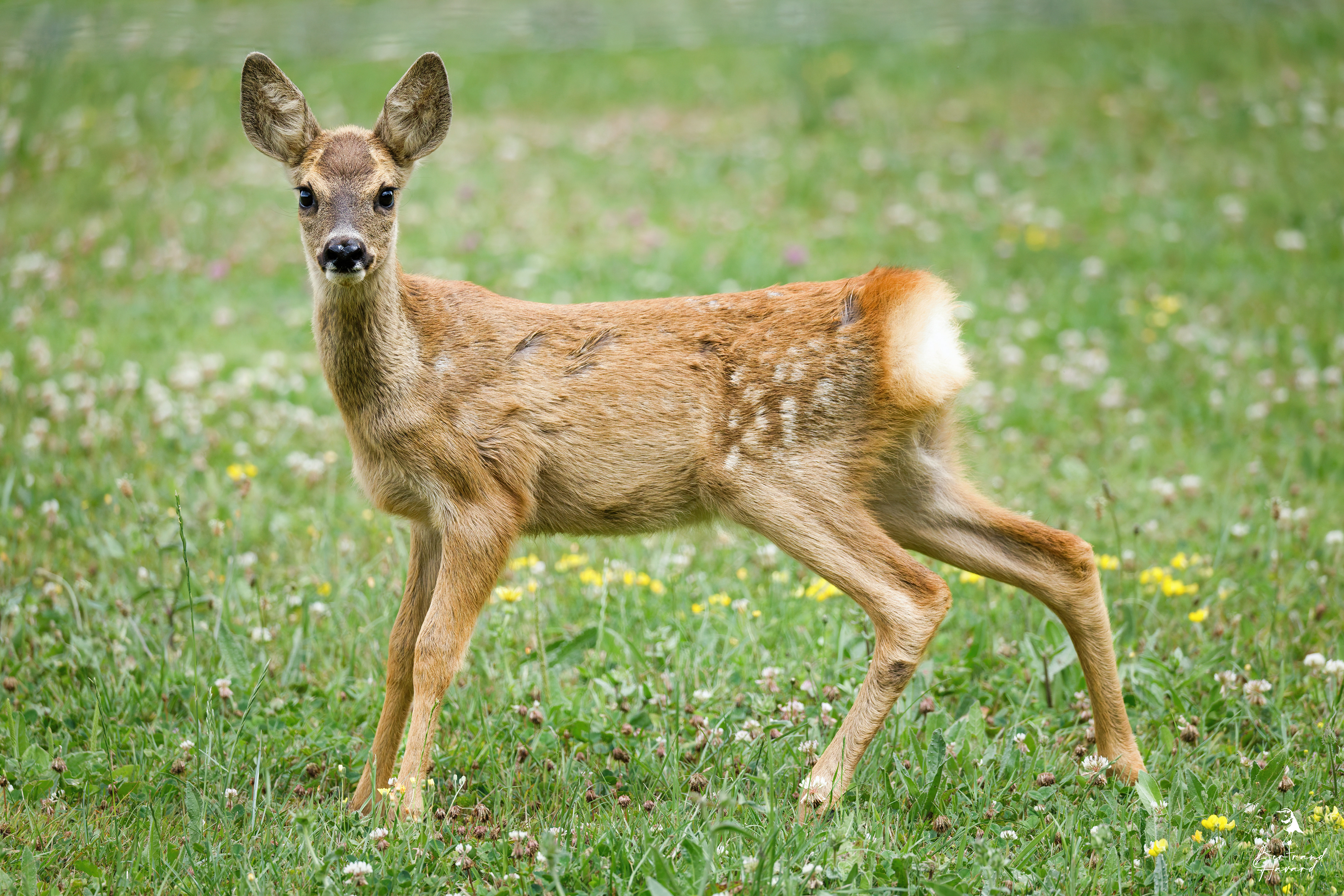 Chevreuil d'Europe (jeune)