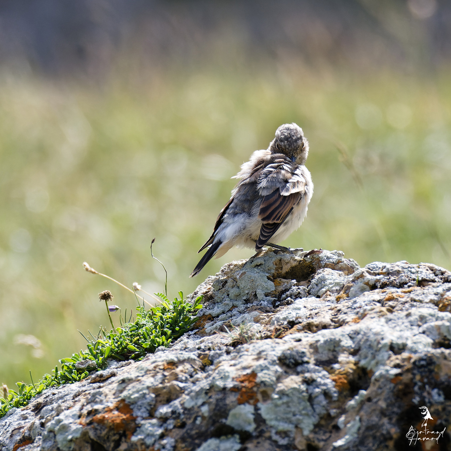 traquet motteux (jeune)