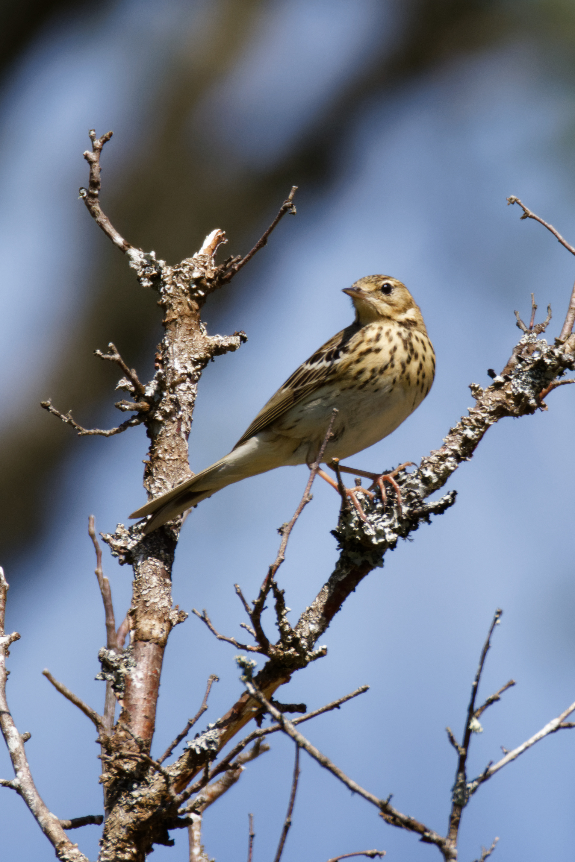 Pipit des arbres