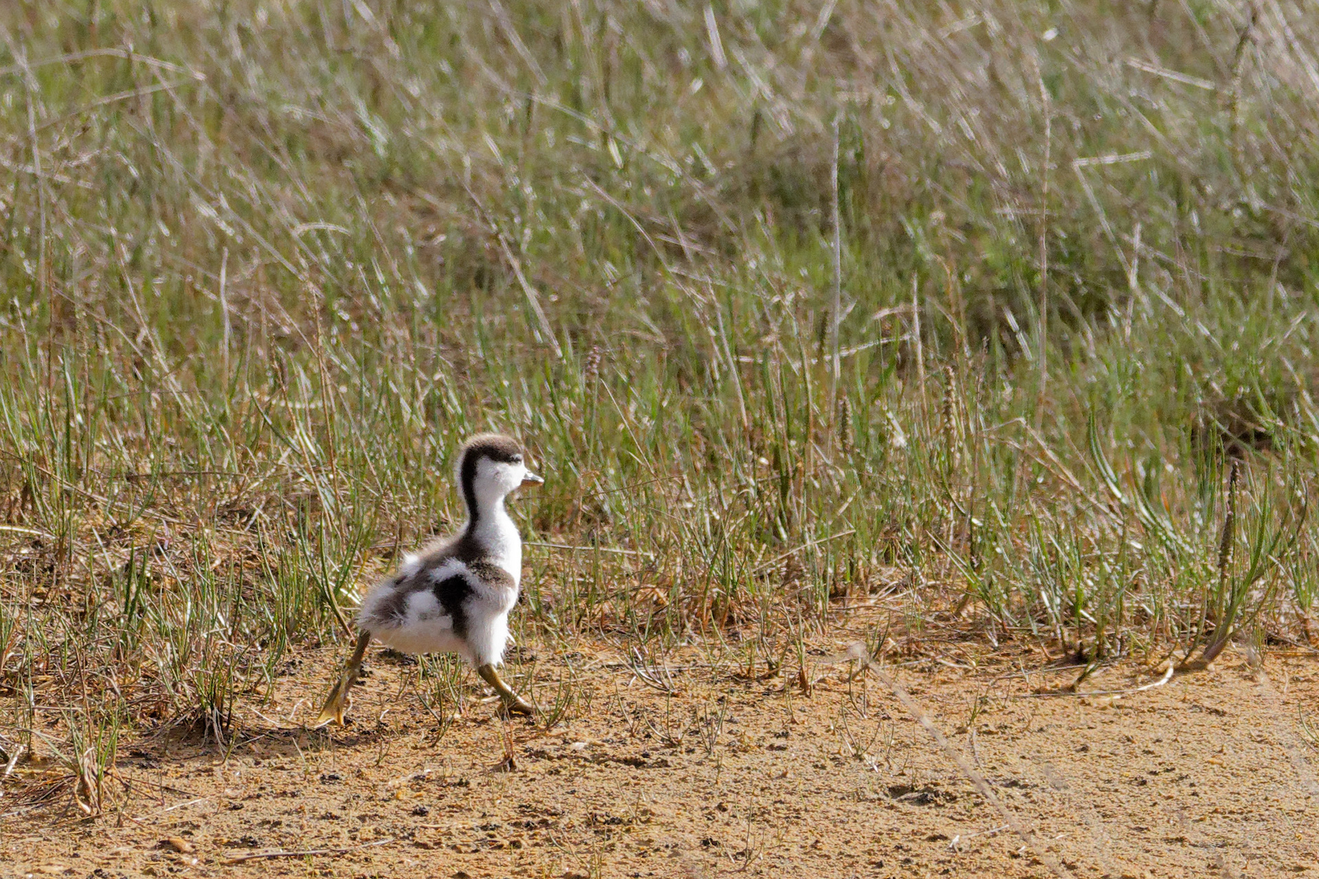Tadorne de Belon (jeune)